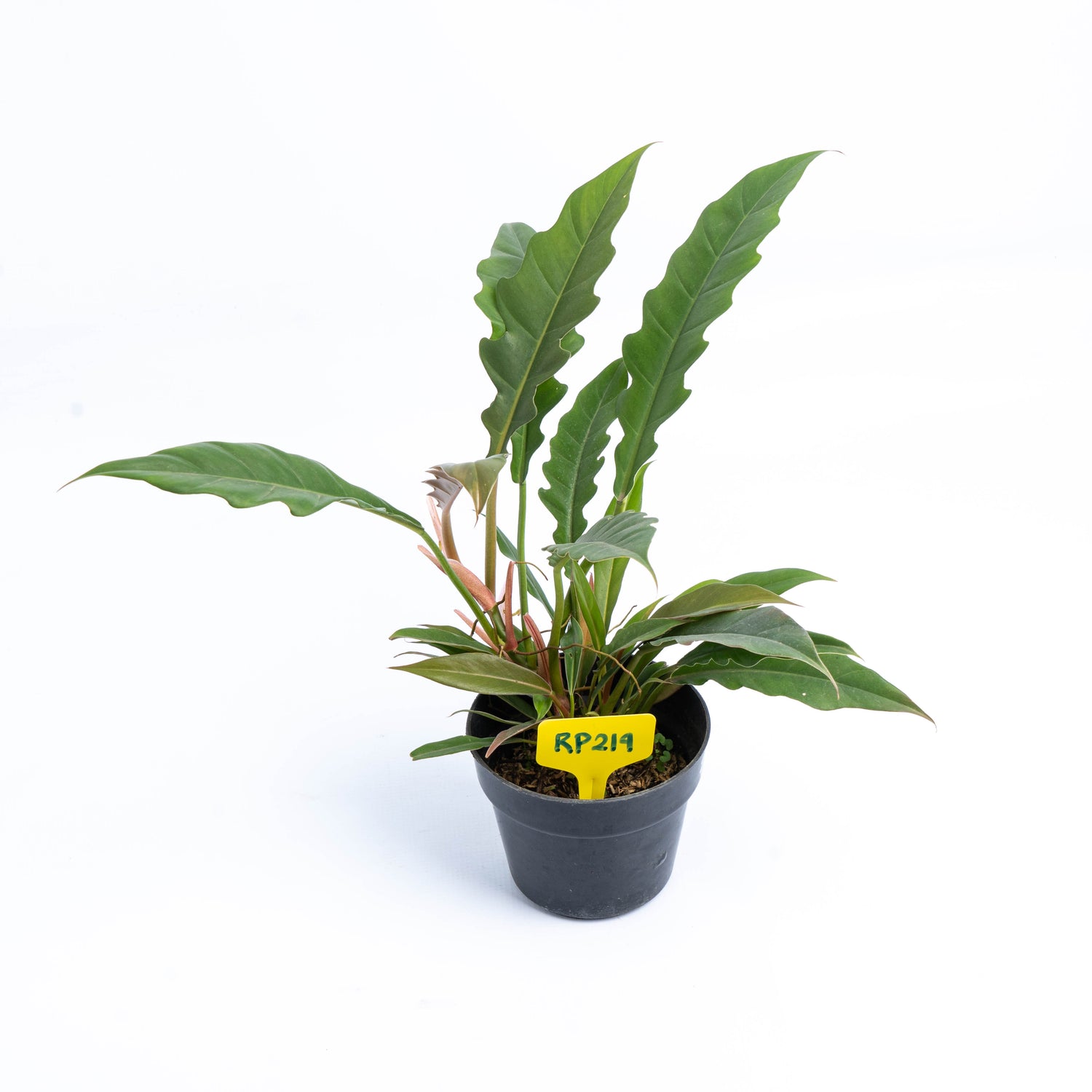 RP214 Philodendron Jungle Boogie