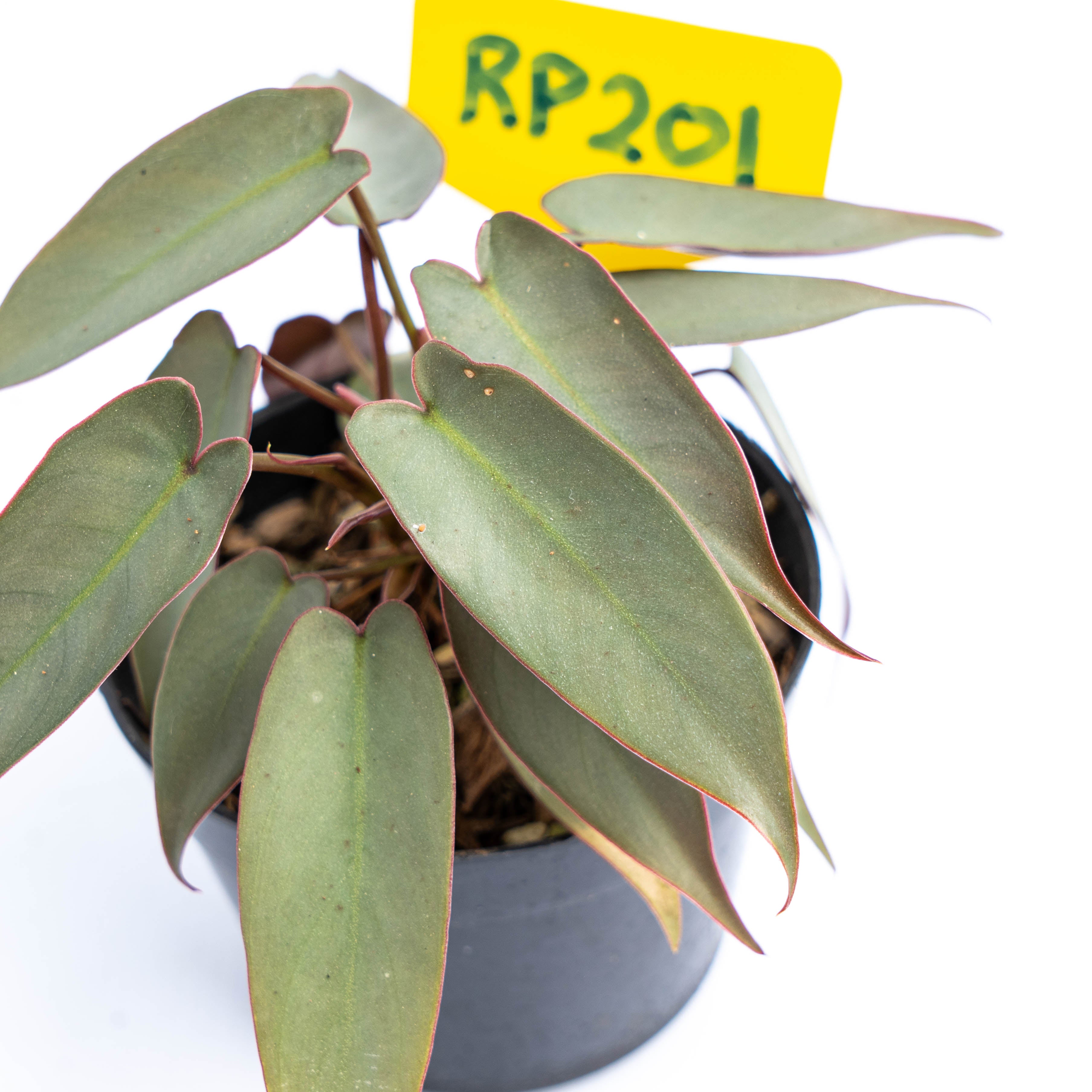 RP201 Philodendron Atabapoense