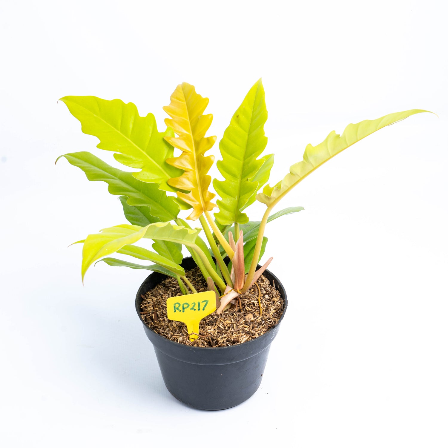 RP217 Philodendron Golden Saw