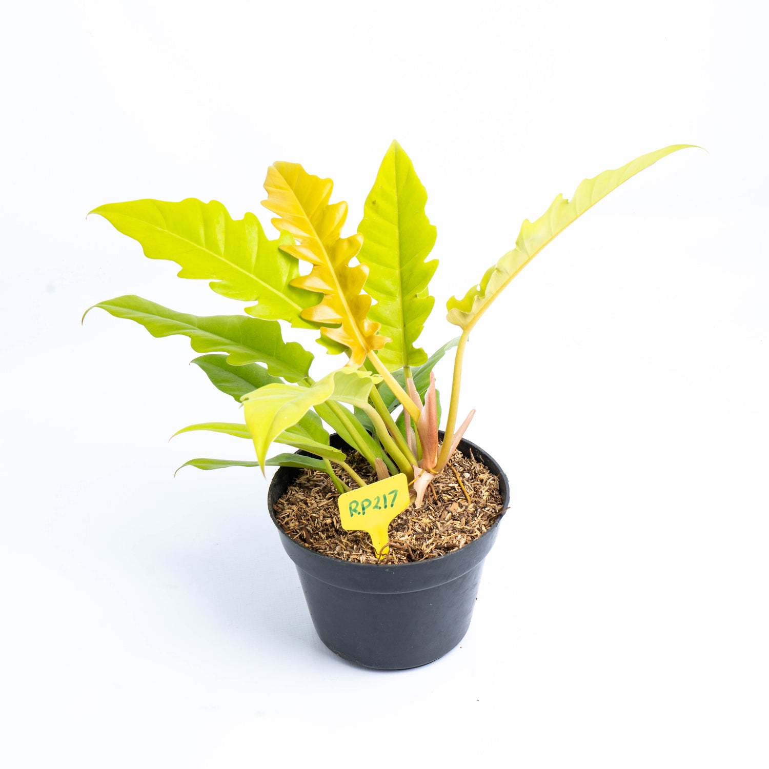 RP217 Philodendron Golden Saw