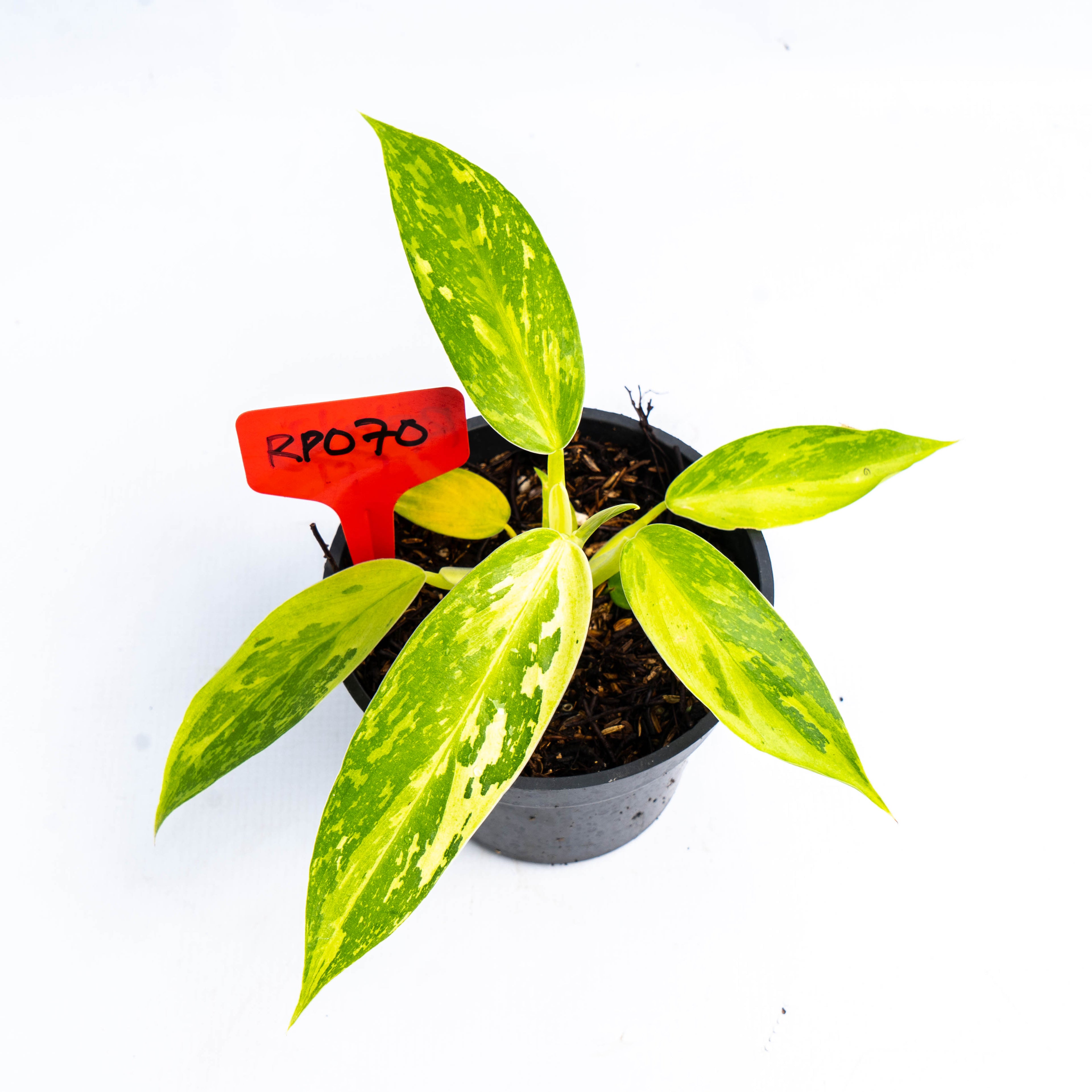 RP070 Philodendron Jose Buono Little