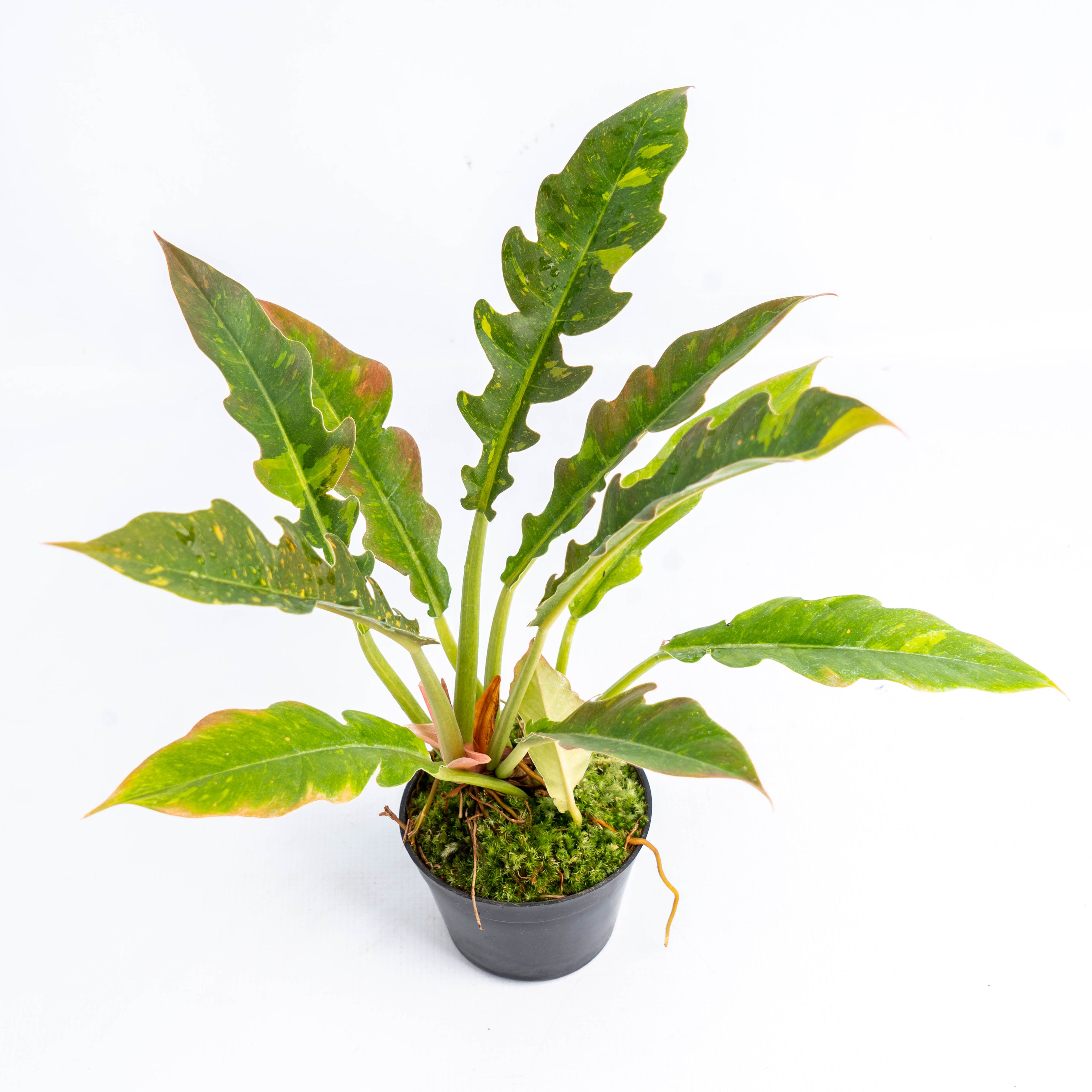 RP061 Philodendron Ring of Fire Variegated