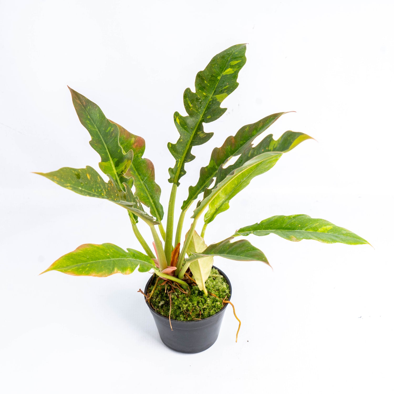RP061 Philodendron Ring of Fire Variegated