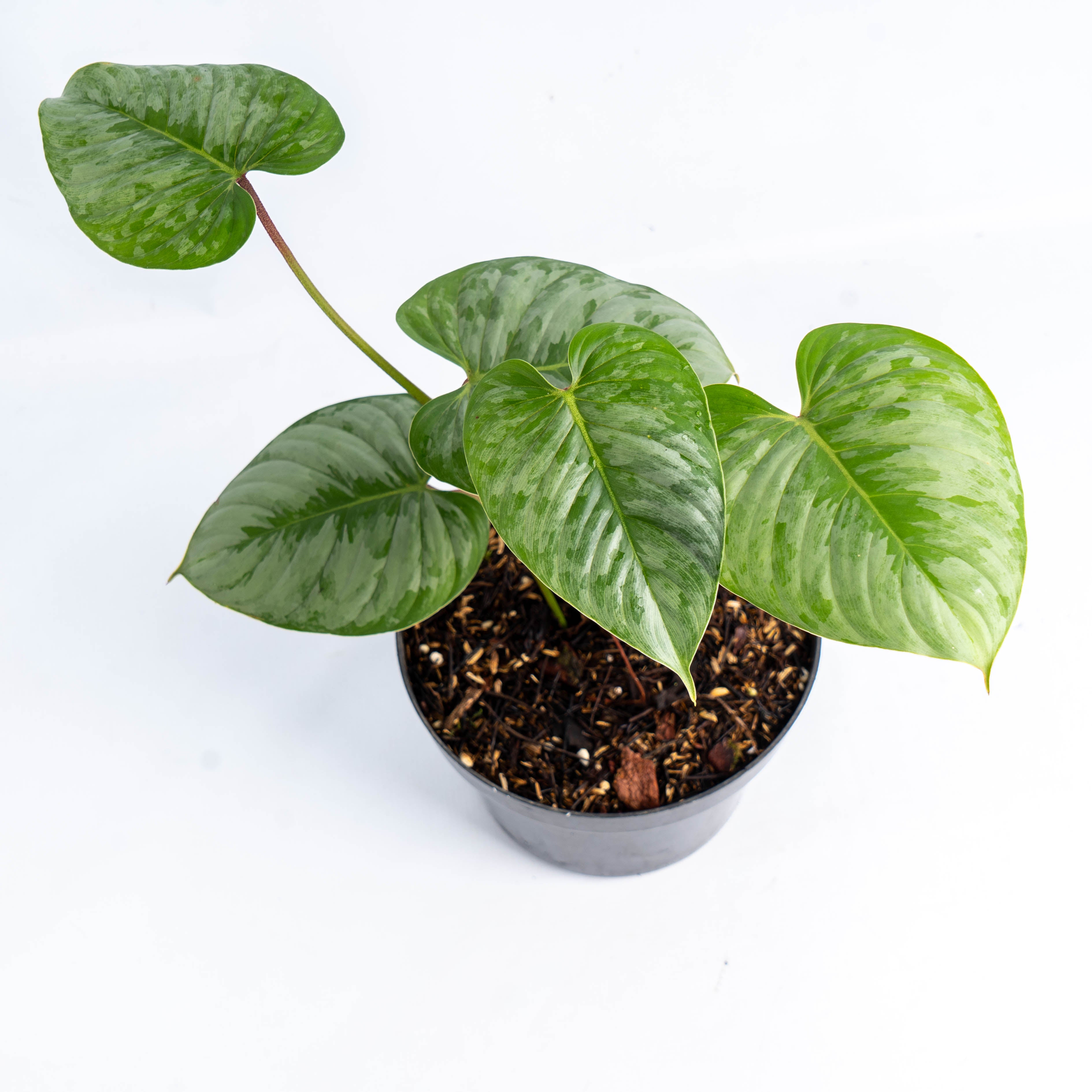 Philodendron Majestic (Sodiroi x Verrucosum)