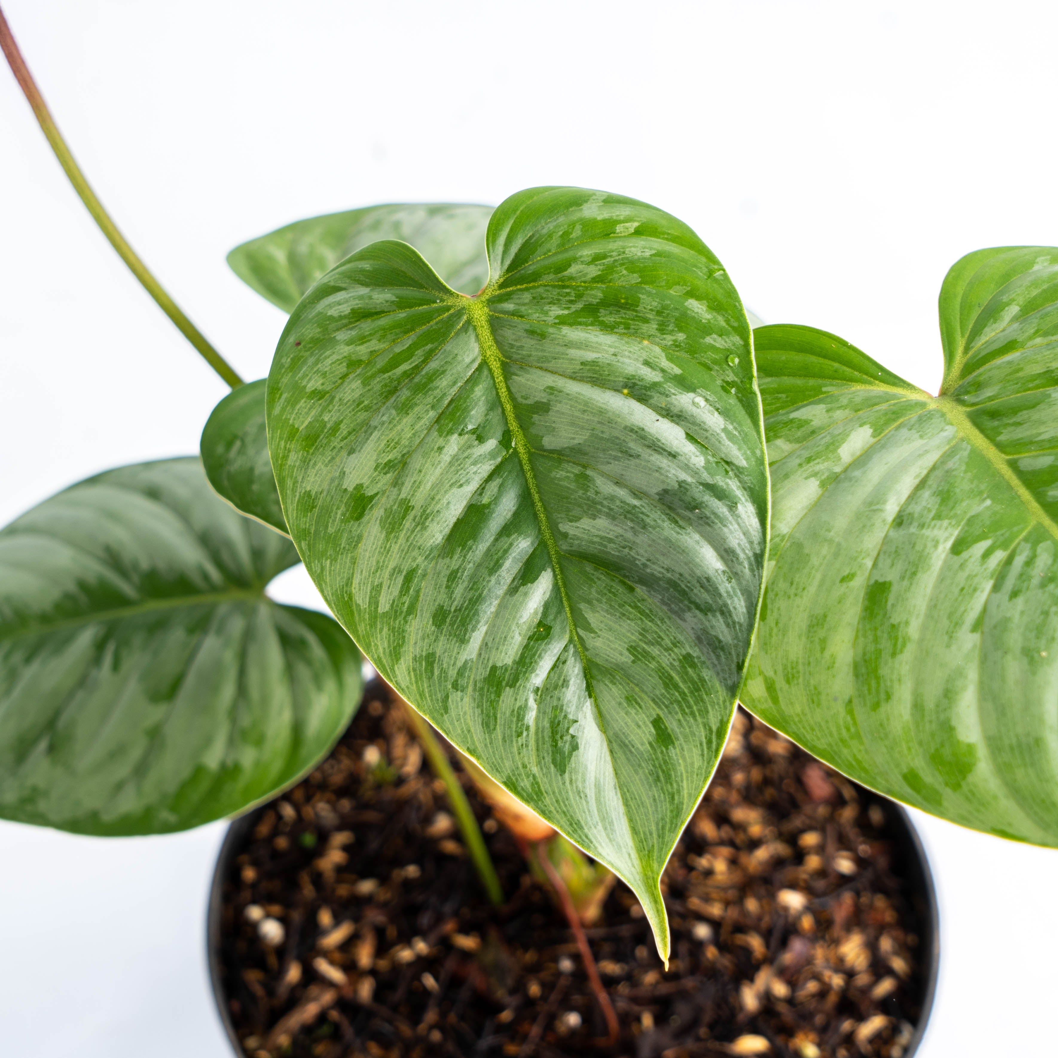 Philodendron Majestic (Sodiroi x Verrucosum)