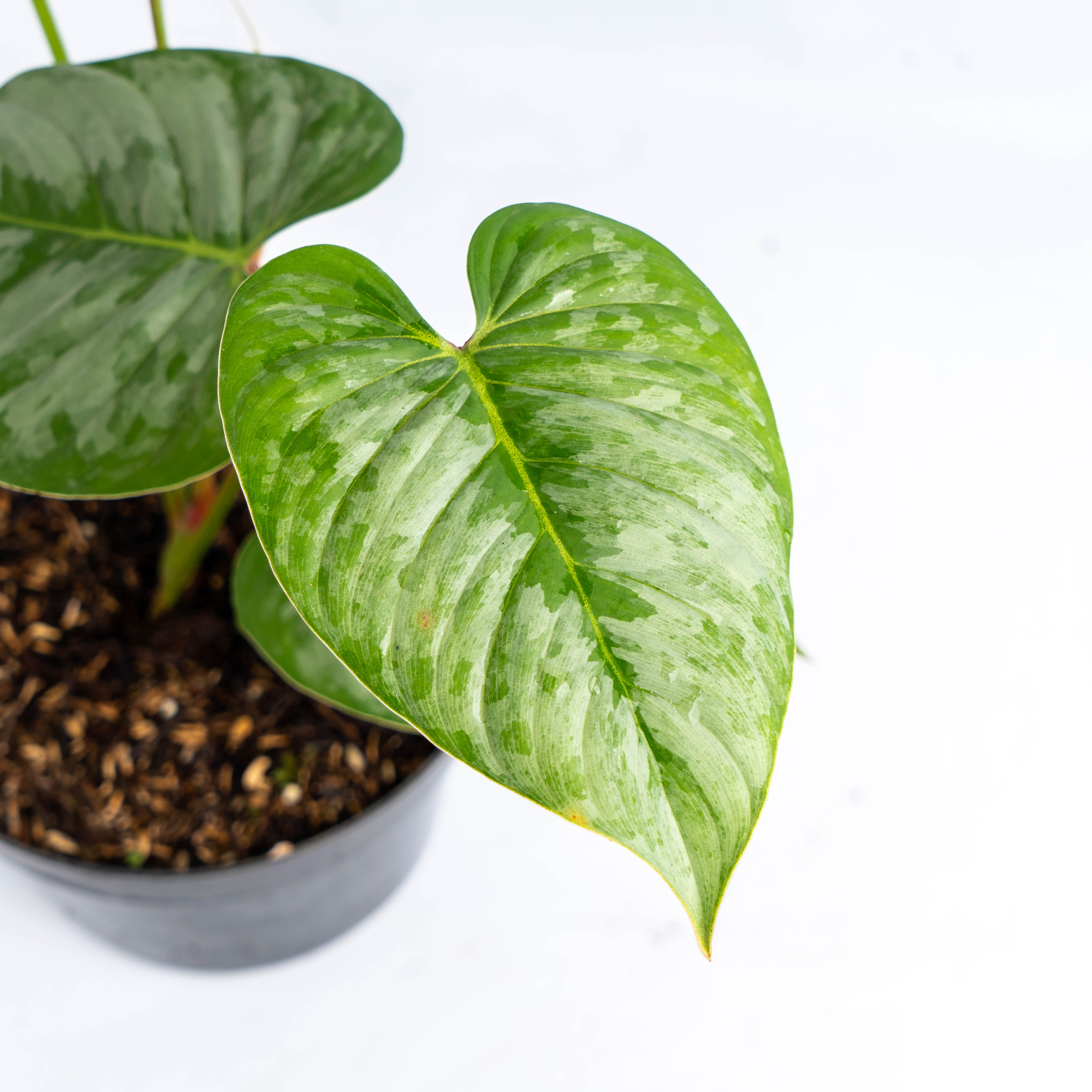 Philodendron Majestic (Sodiroi x Verrucosum)