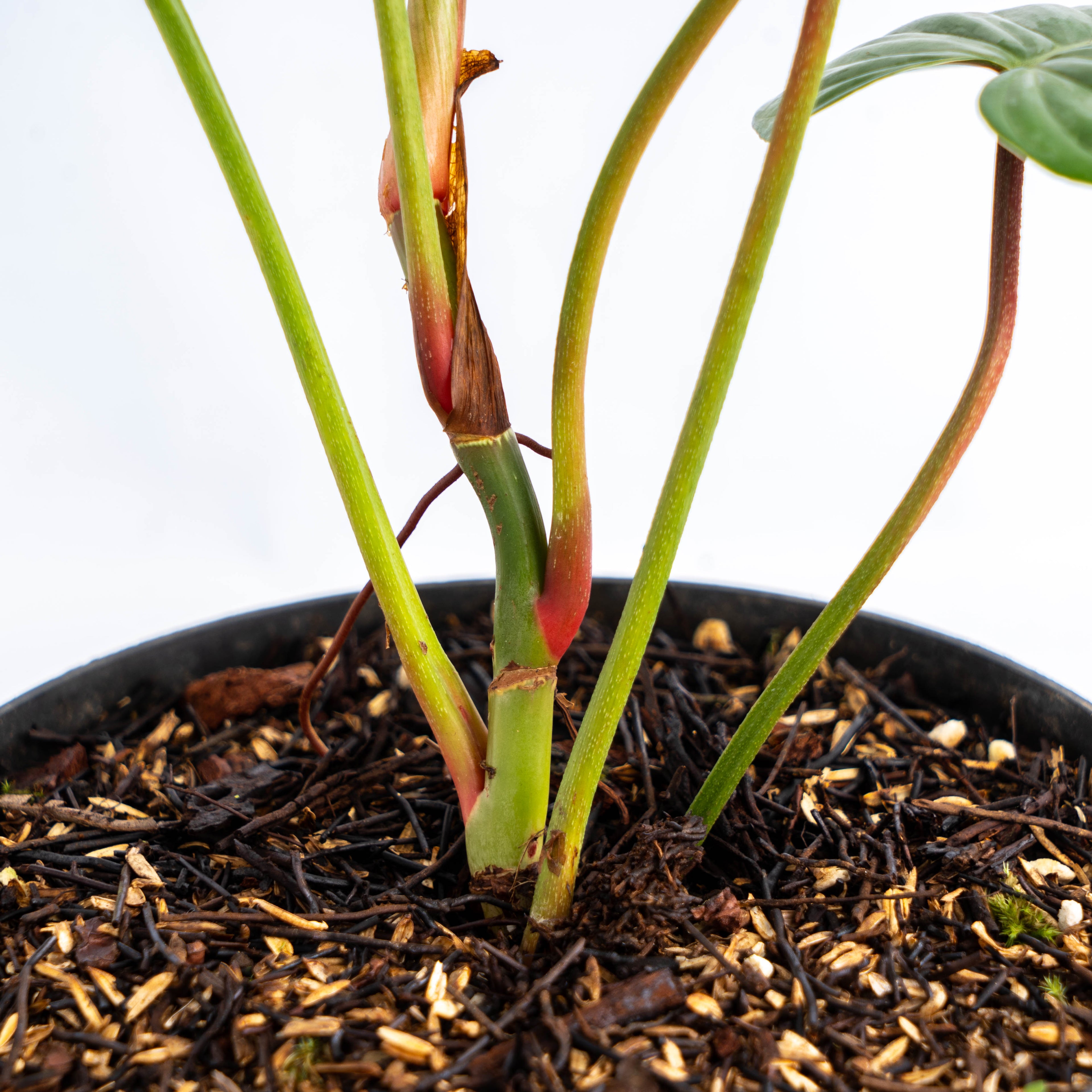 Philodendron Majestic (Sodiroi x Verrucosum)