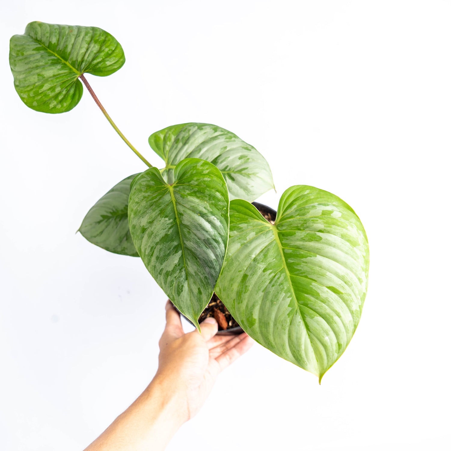 Philodendron Majestic (Sodiroi x Verrucosum)