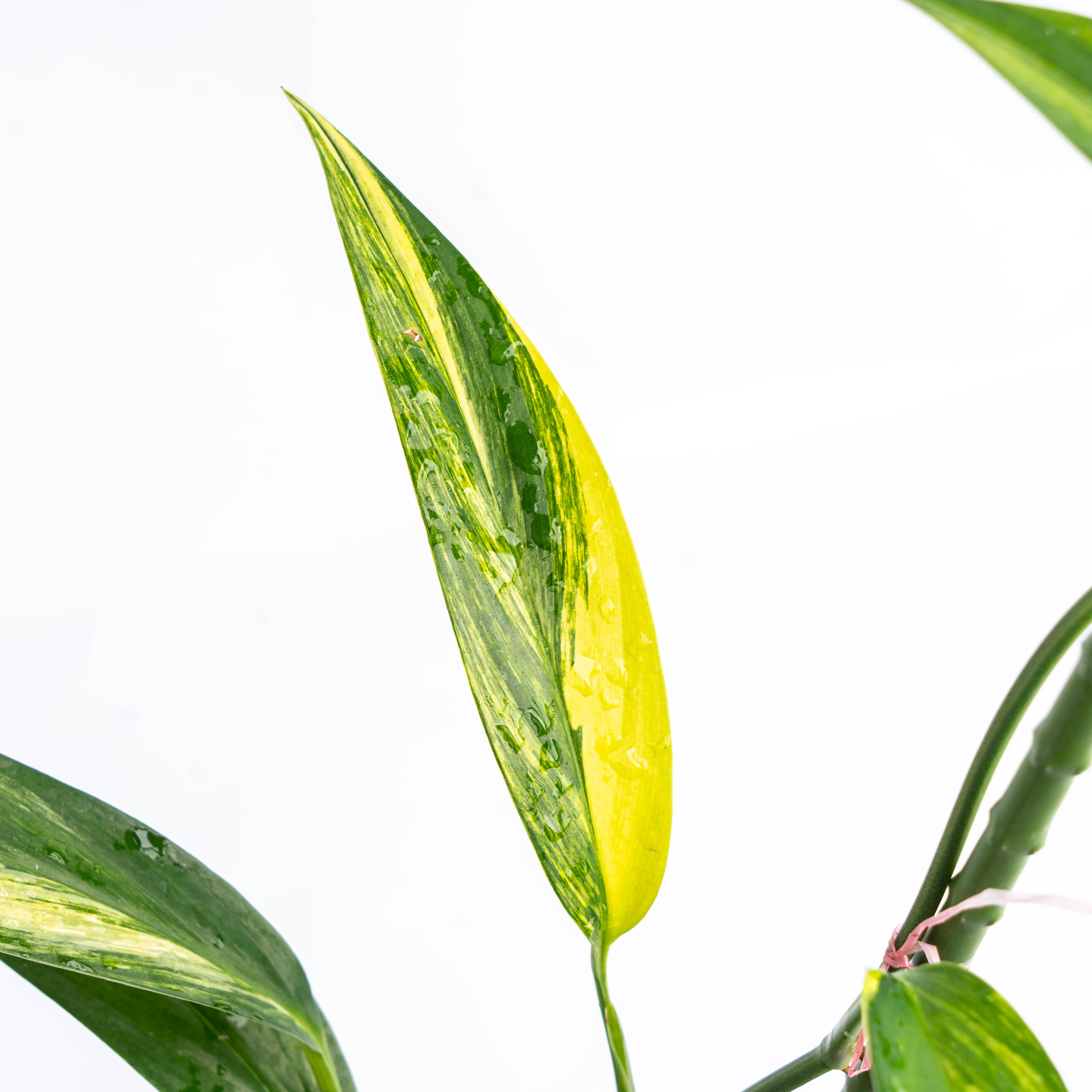 Epipremnum Amplissimum Aurea Variegated