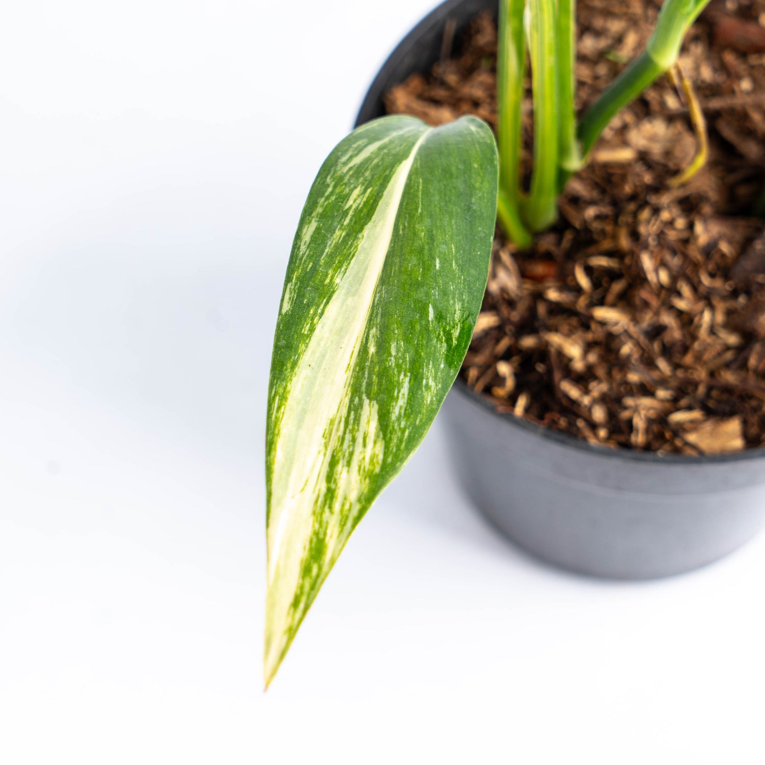 philodendron amplissimum variegated Amplissimum Variegated