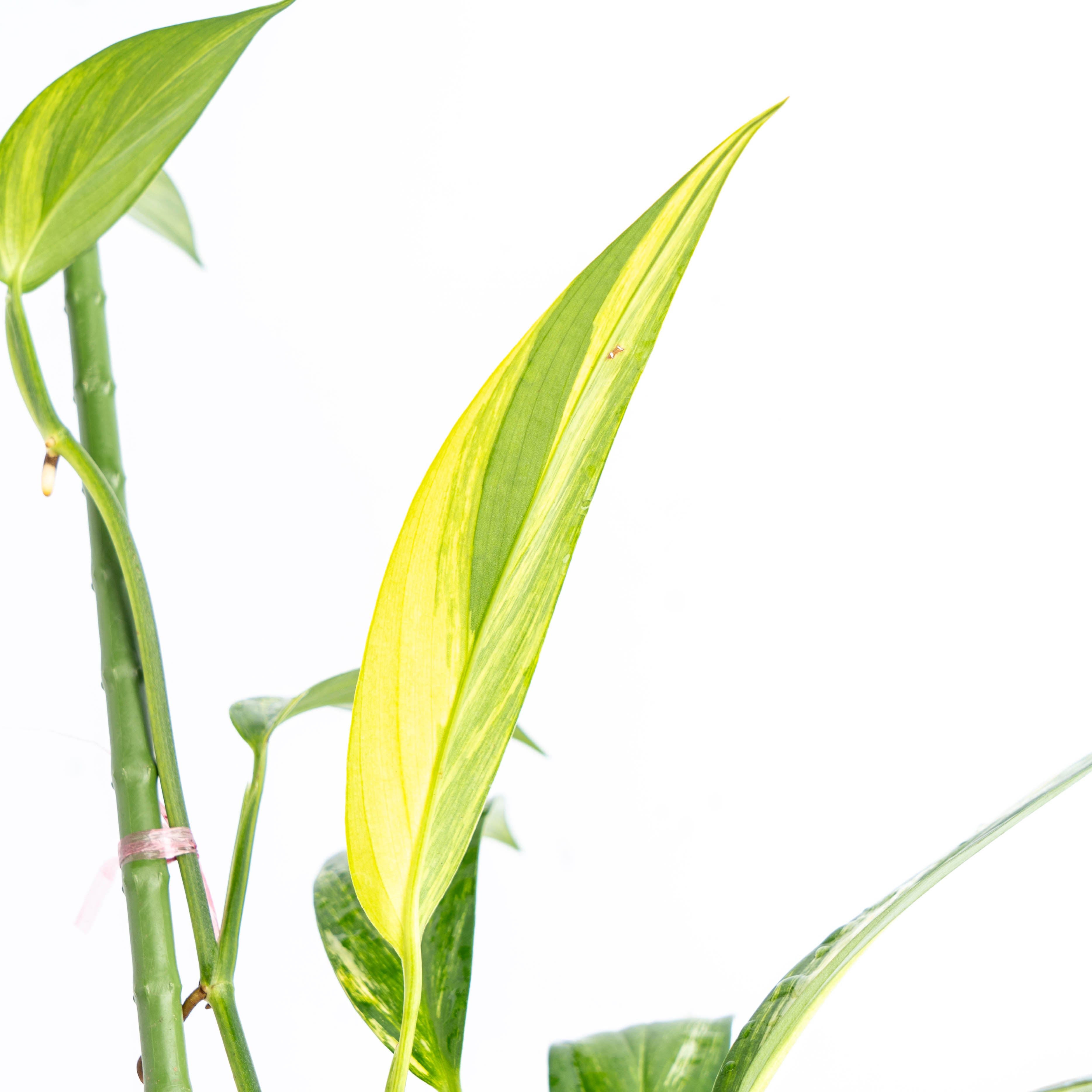 Epipremnum Amplissimum Aurea Variegated