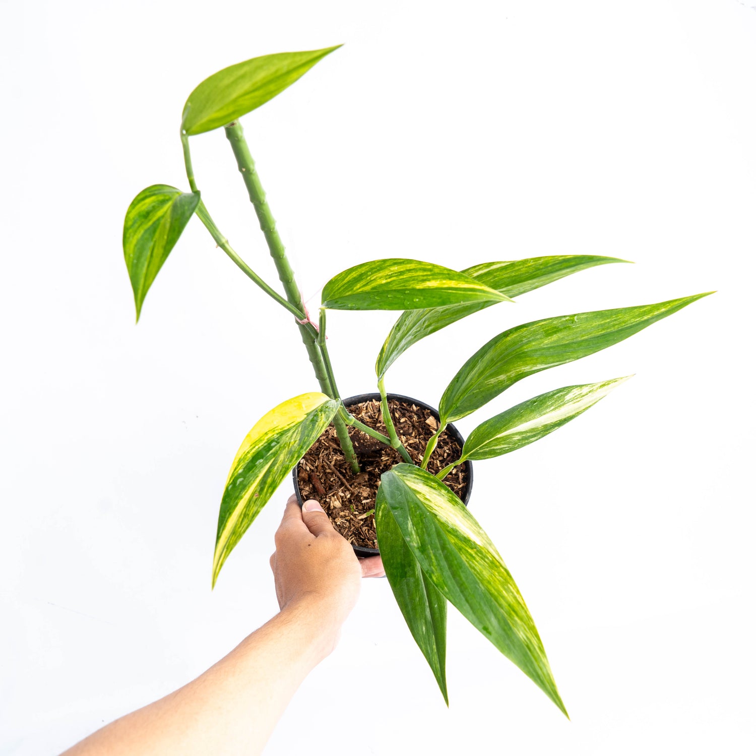 philodendron amplissimum variegated Epipremnum Amplissimum Aurea Variegated