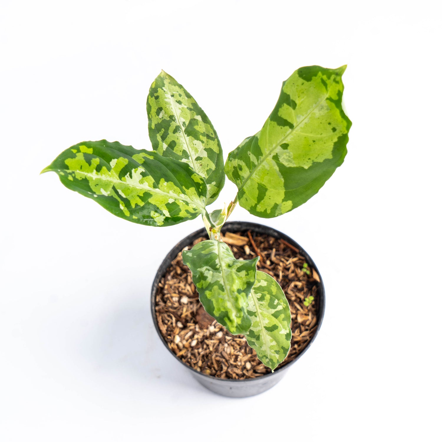 Aglaonema Pictum Tricolor