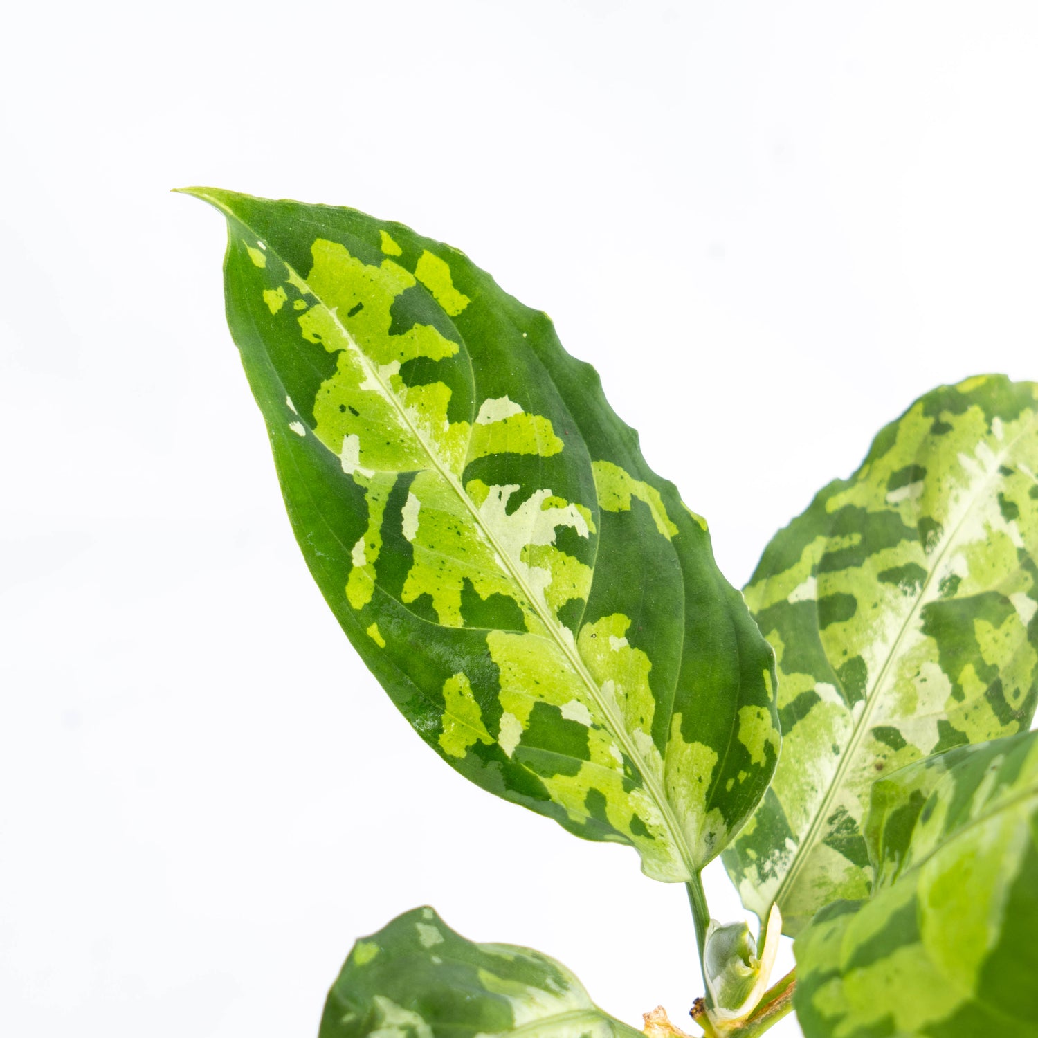 Aglaonema Pictum Tricolor