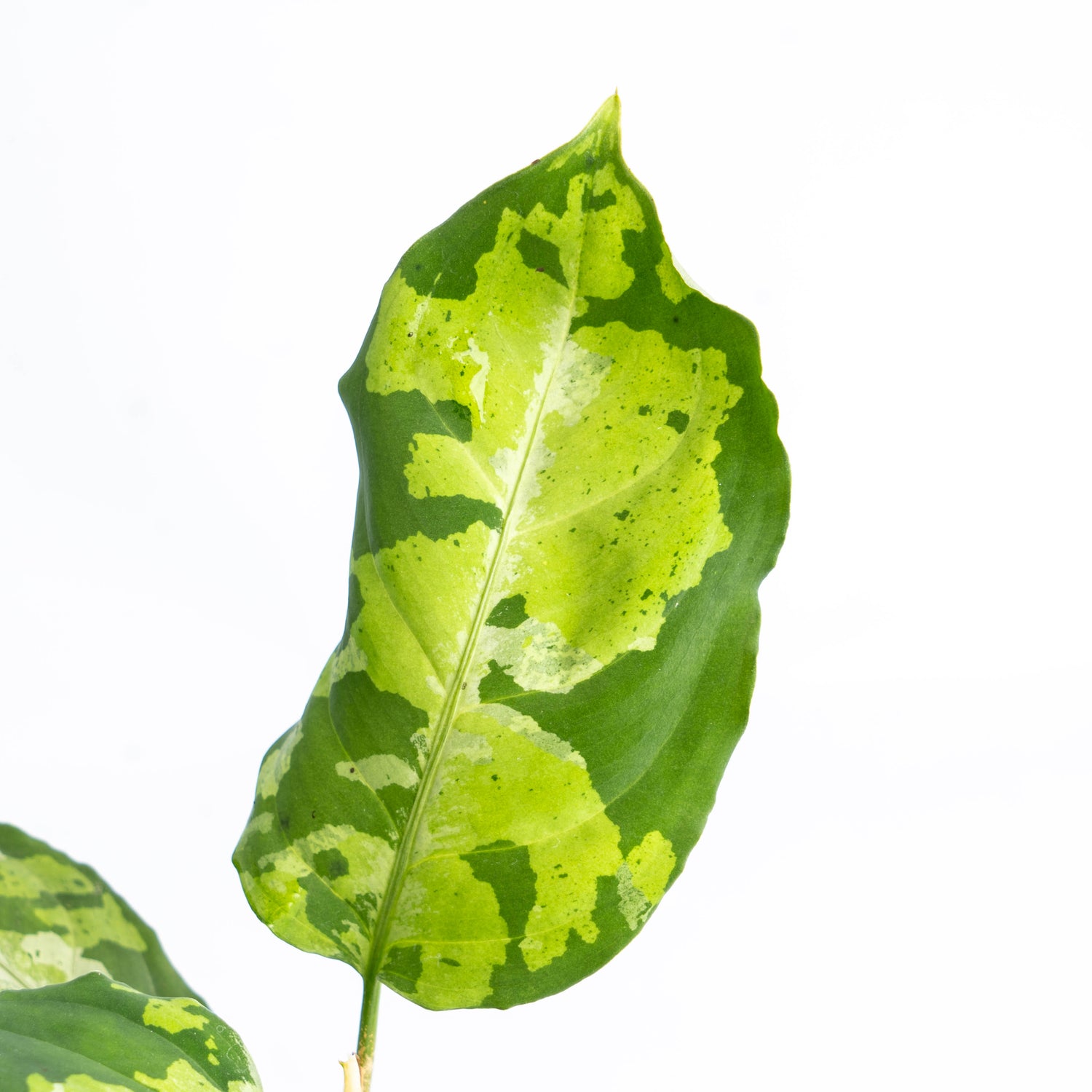 Aglaonema Pictum Tricolor