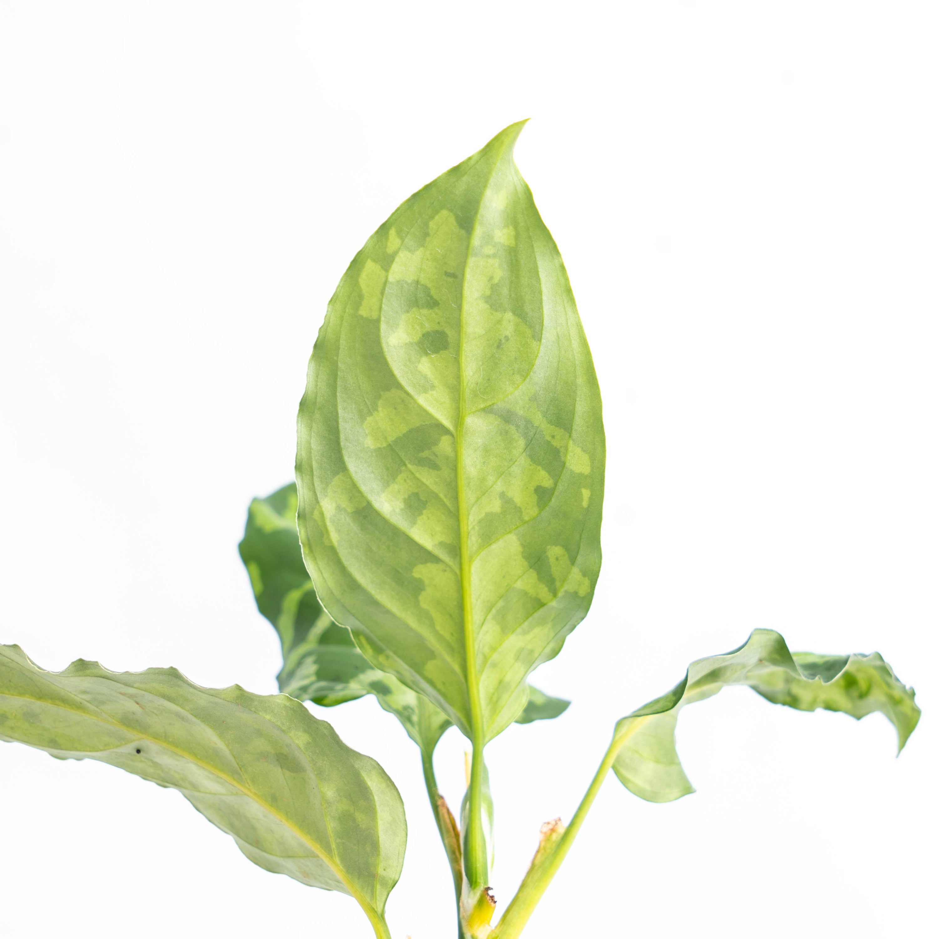 Aglaonema Pictum Tricolor | Greenspaces.id
