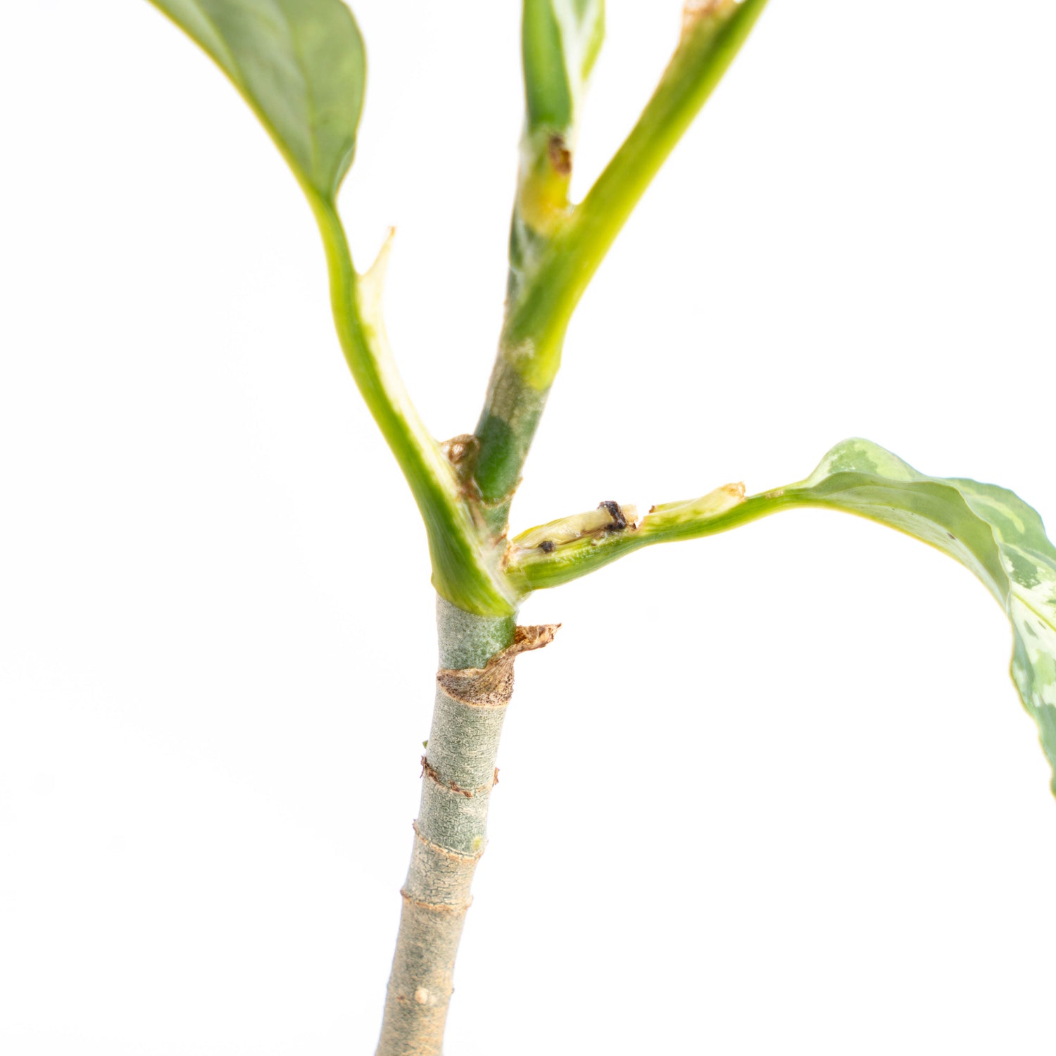 Aglaonema Pictum Tricolor