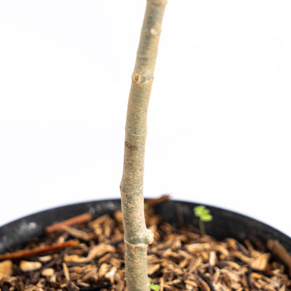 Aglaonema Pictum Tricolor