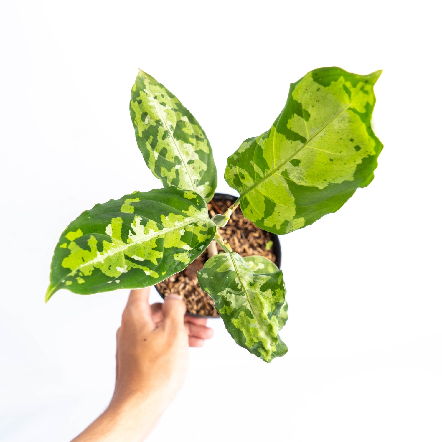 Aglaonema Pictum Tricolor