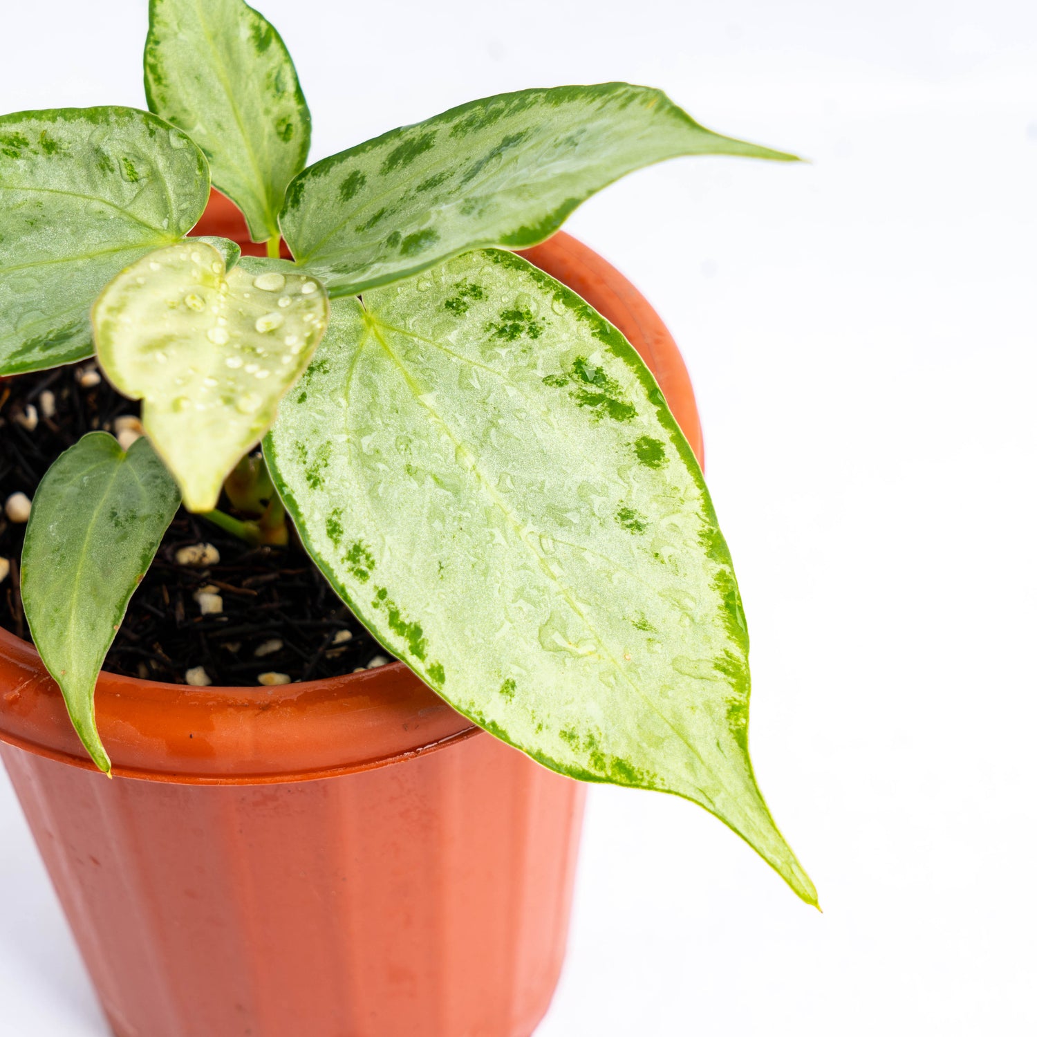 Anthurium silver chrome