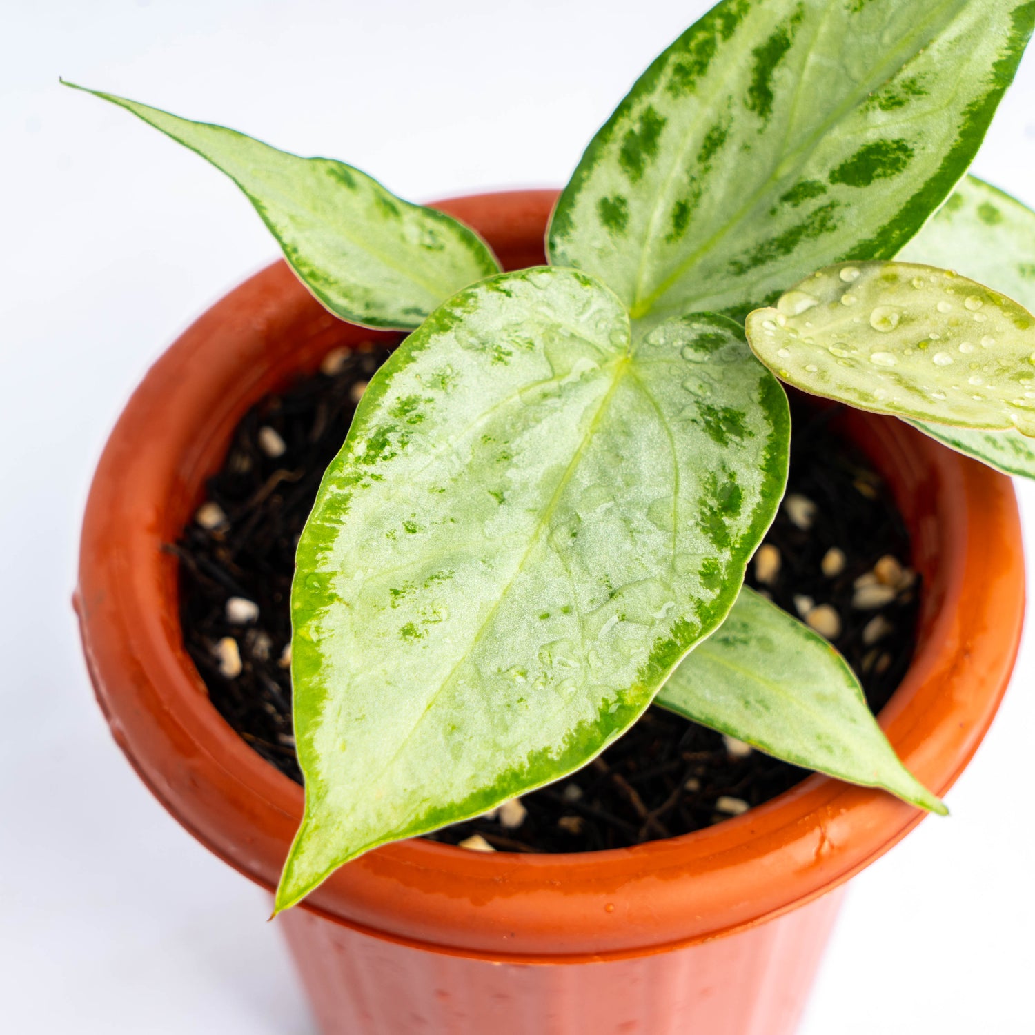 Anthurium silver chrome