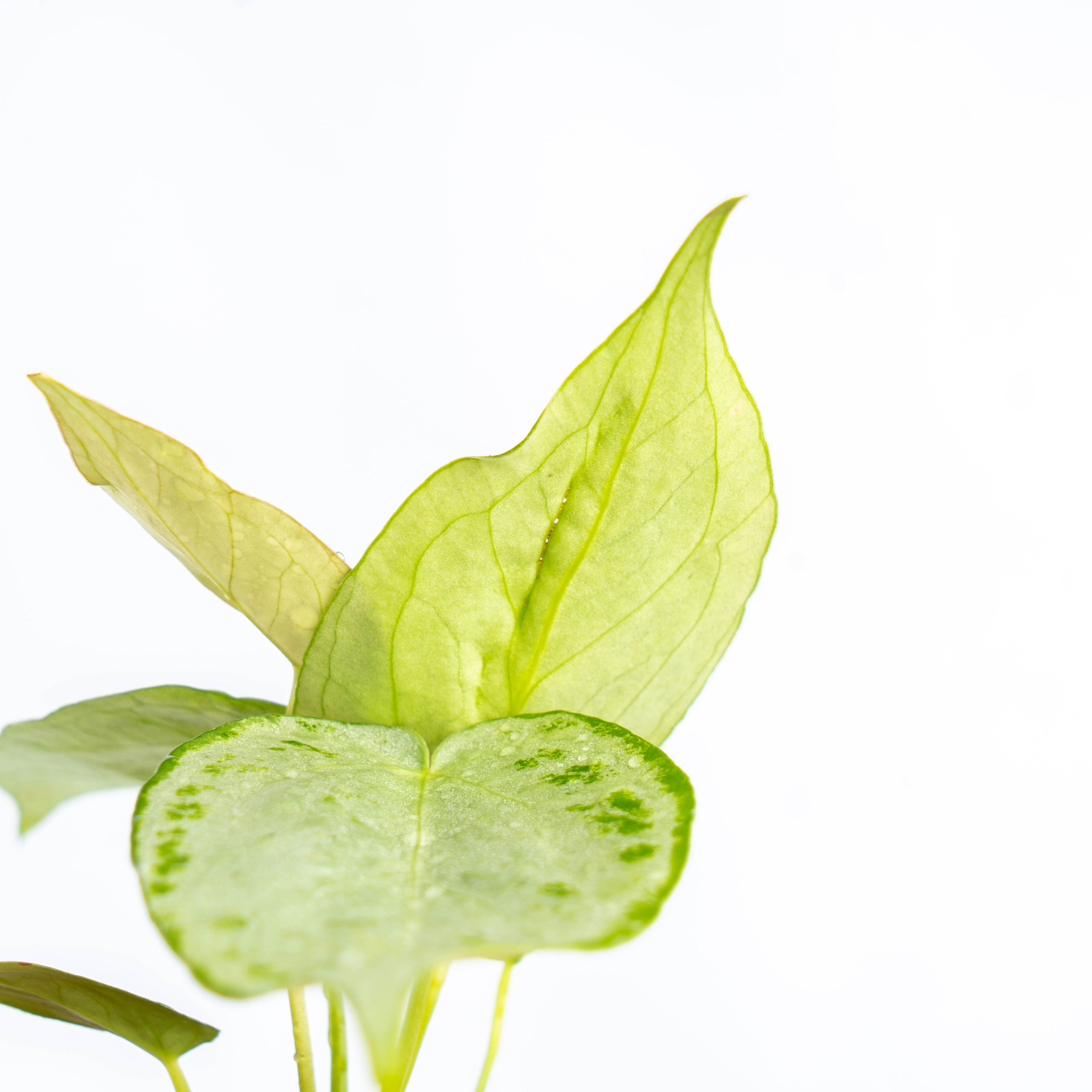 Anthurium silver chrome