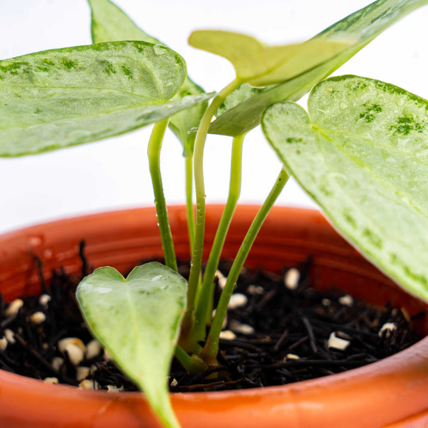 Anthurium silver chrome