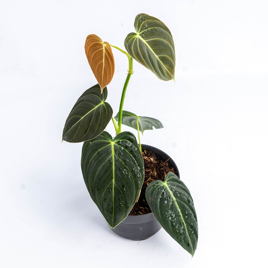 RP049 Philodendron Melanochrysum Small