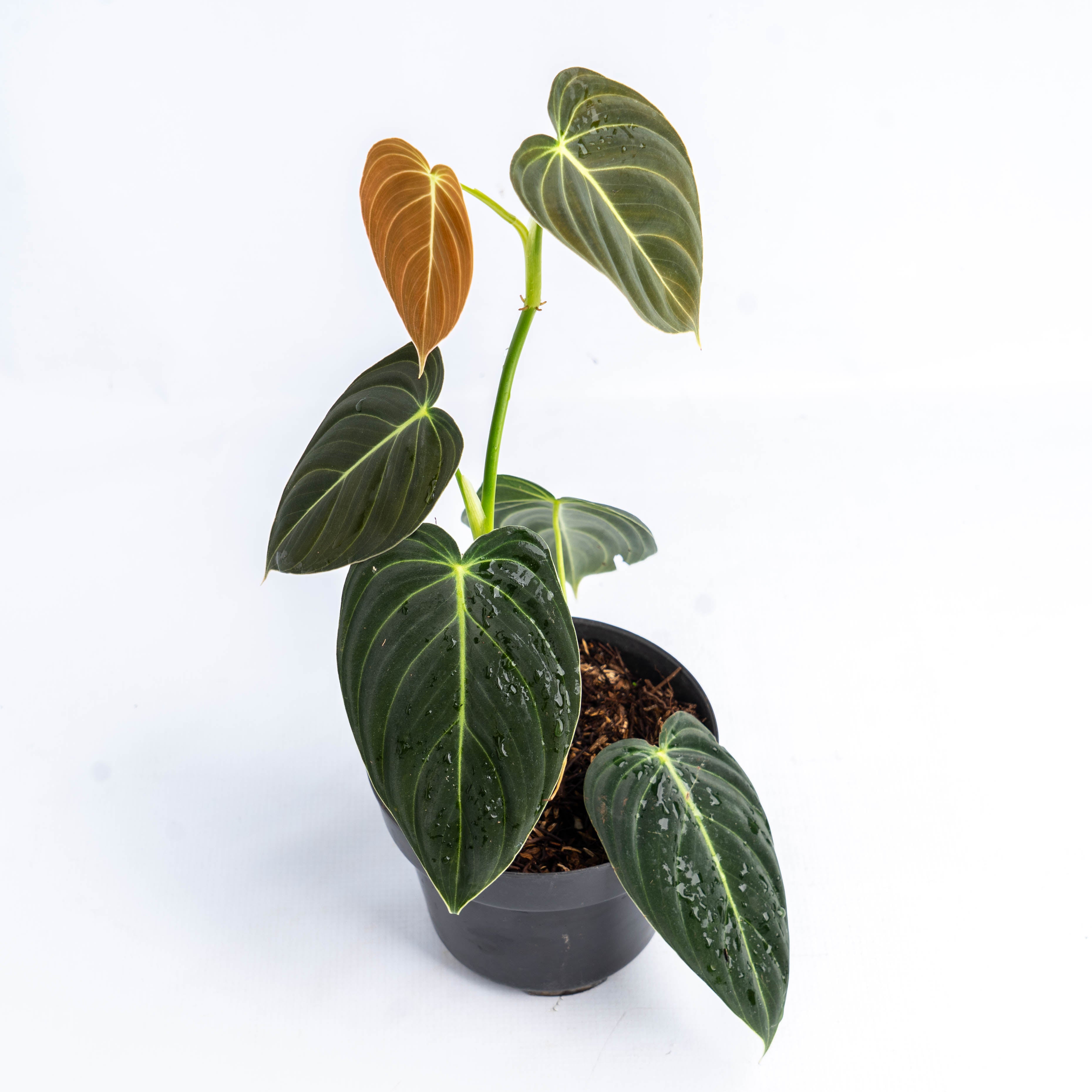 Philodendron Melanochrysum Medium