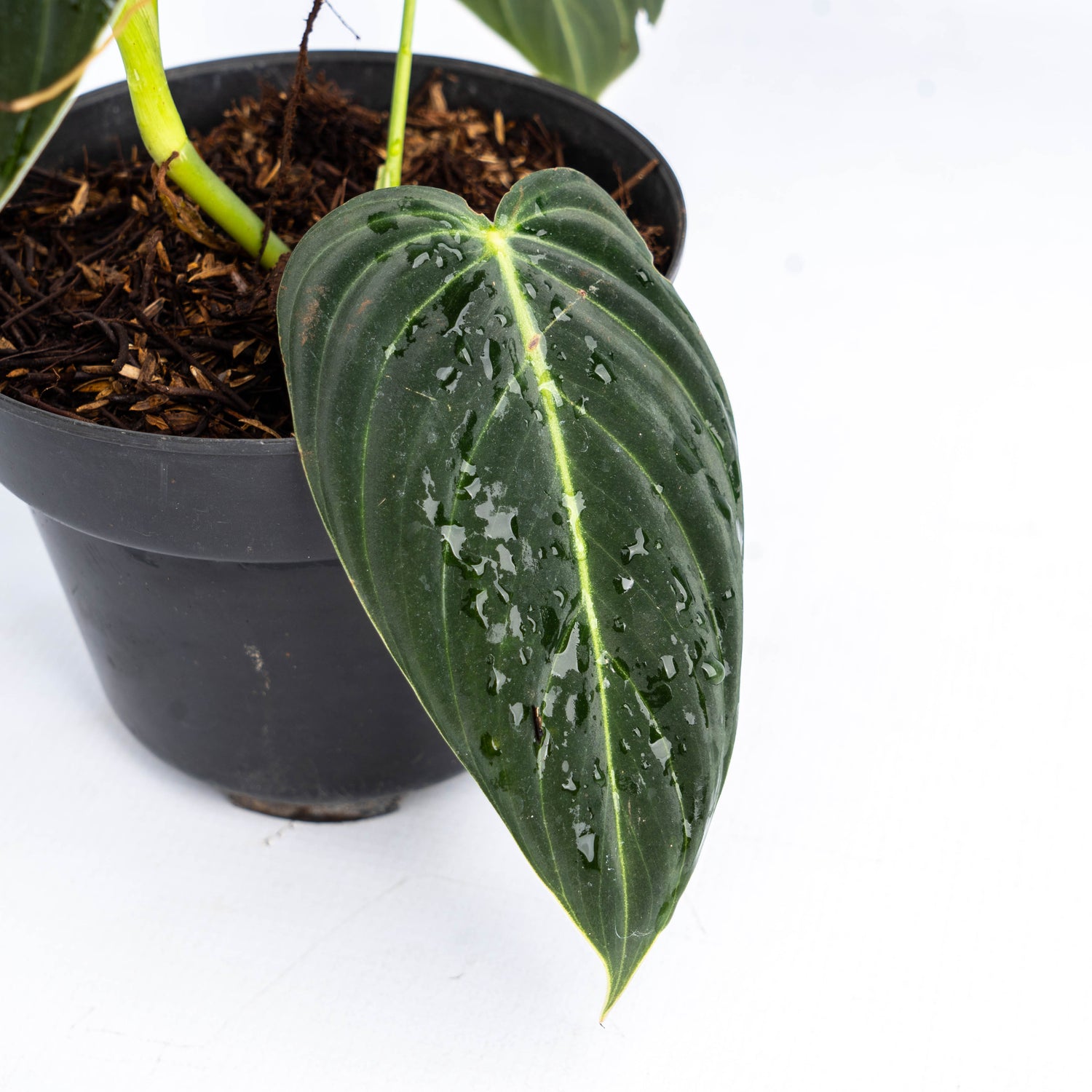 Philodendron Melanochrysum Medium