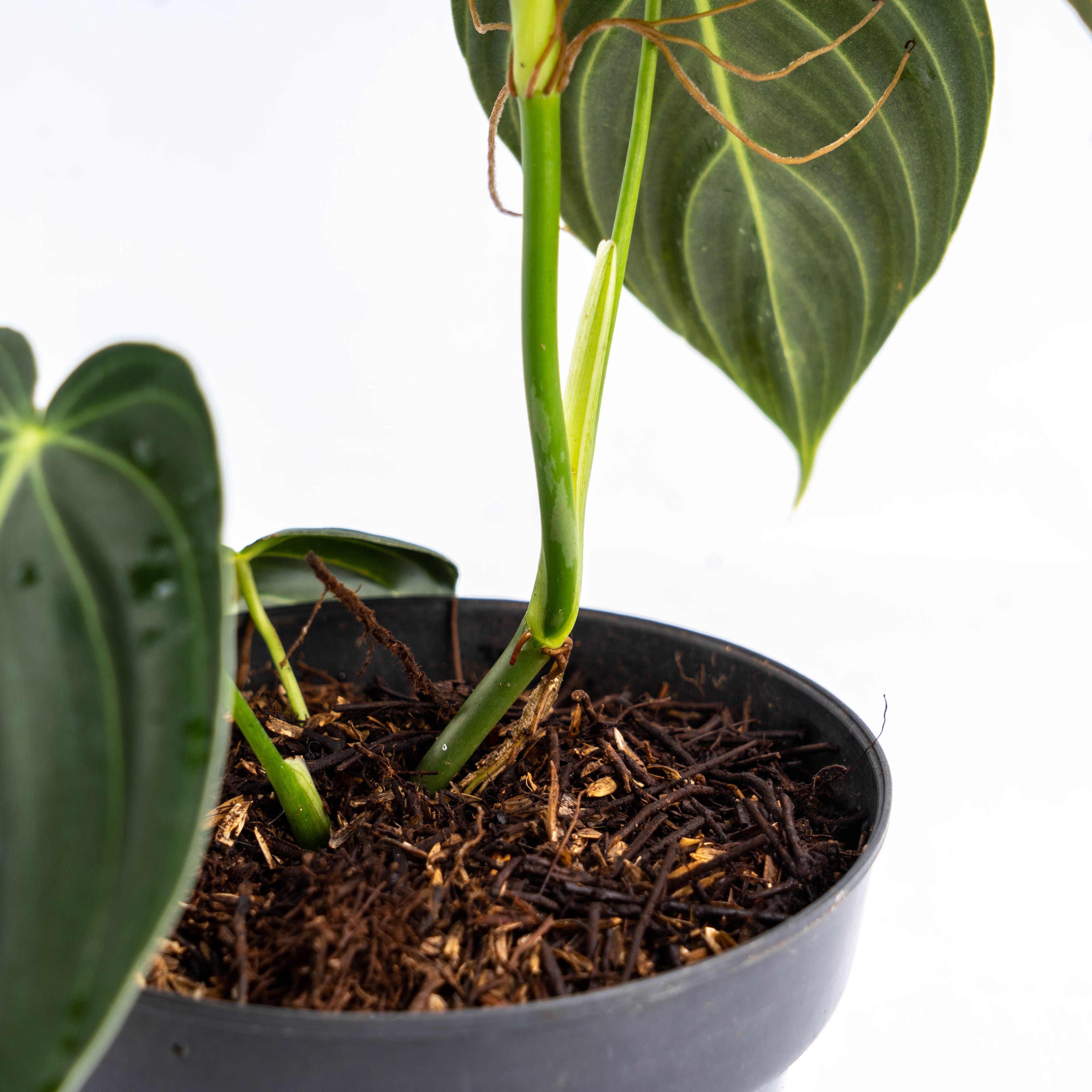 Philodendron Melanochrysum Medium