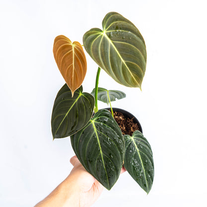 philodendron medium Philodendron Melanochrysum Medium – Greenspaces.id