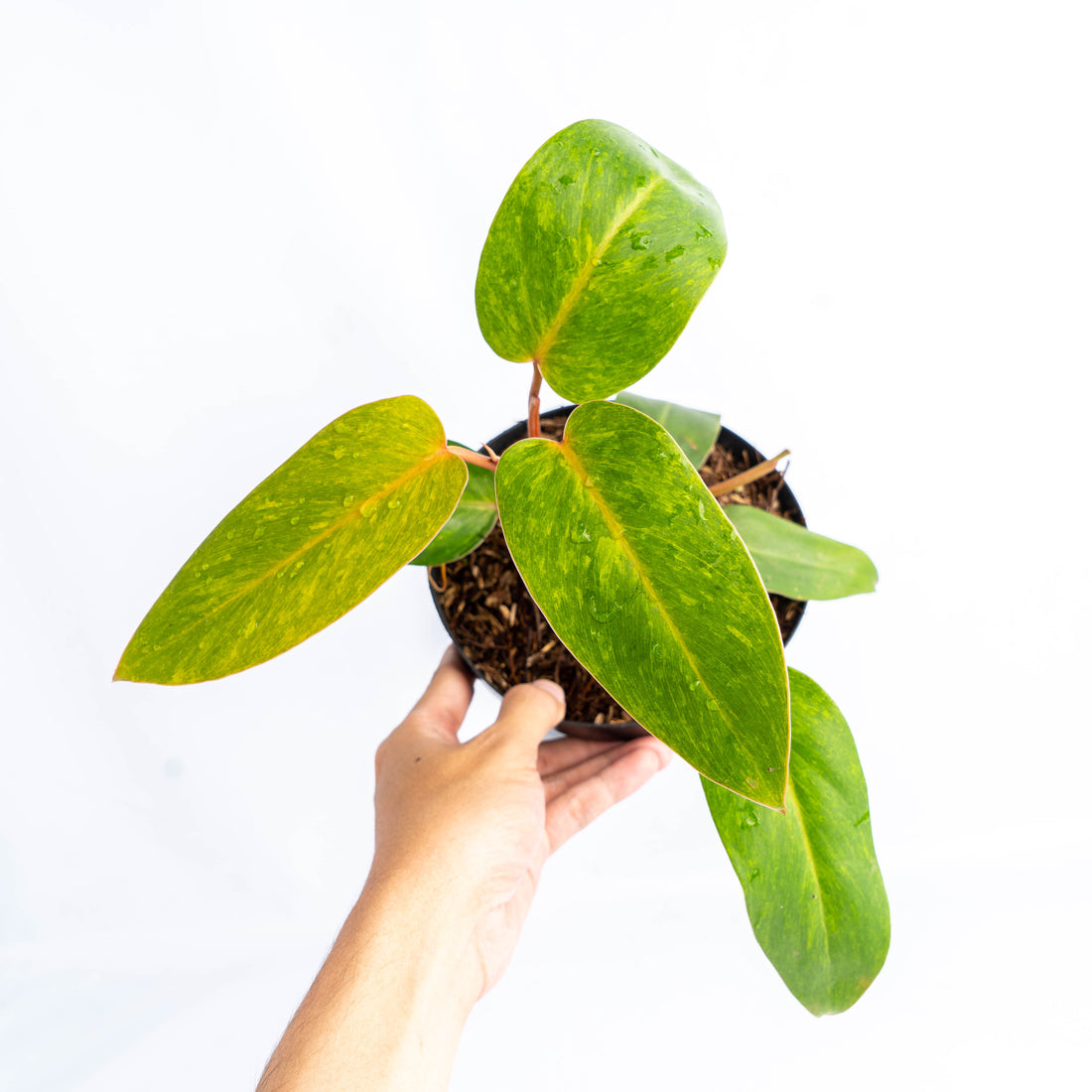 Philodendron Painted Lady