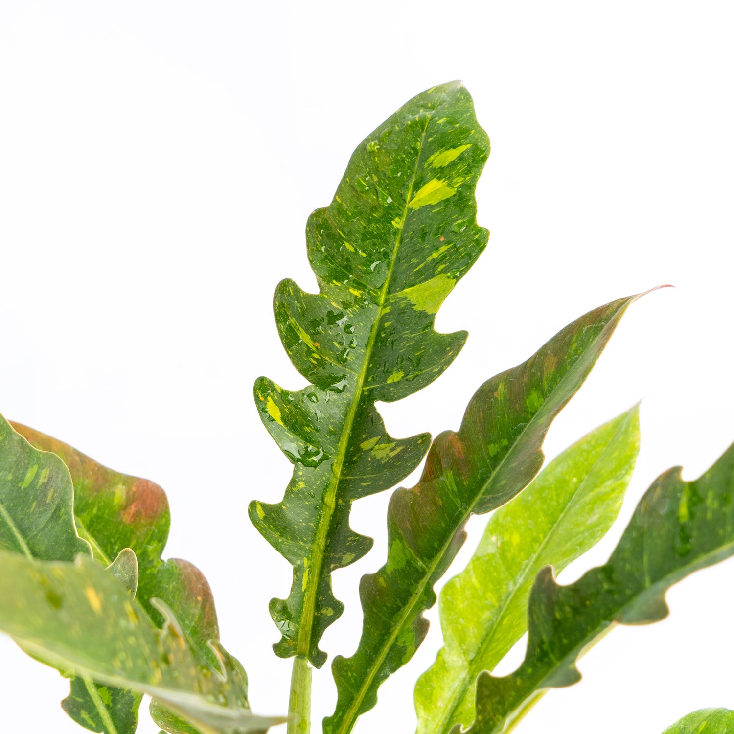 Philodendron Ring of Fire Variegated