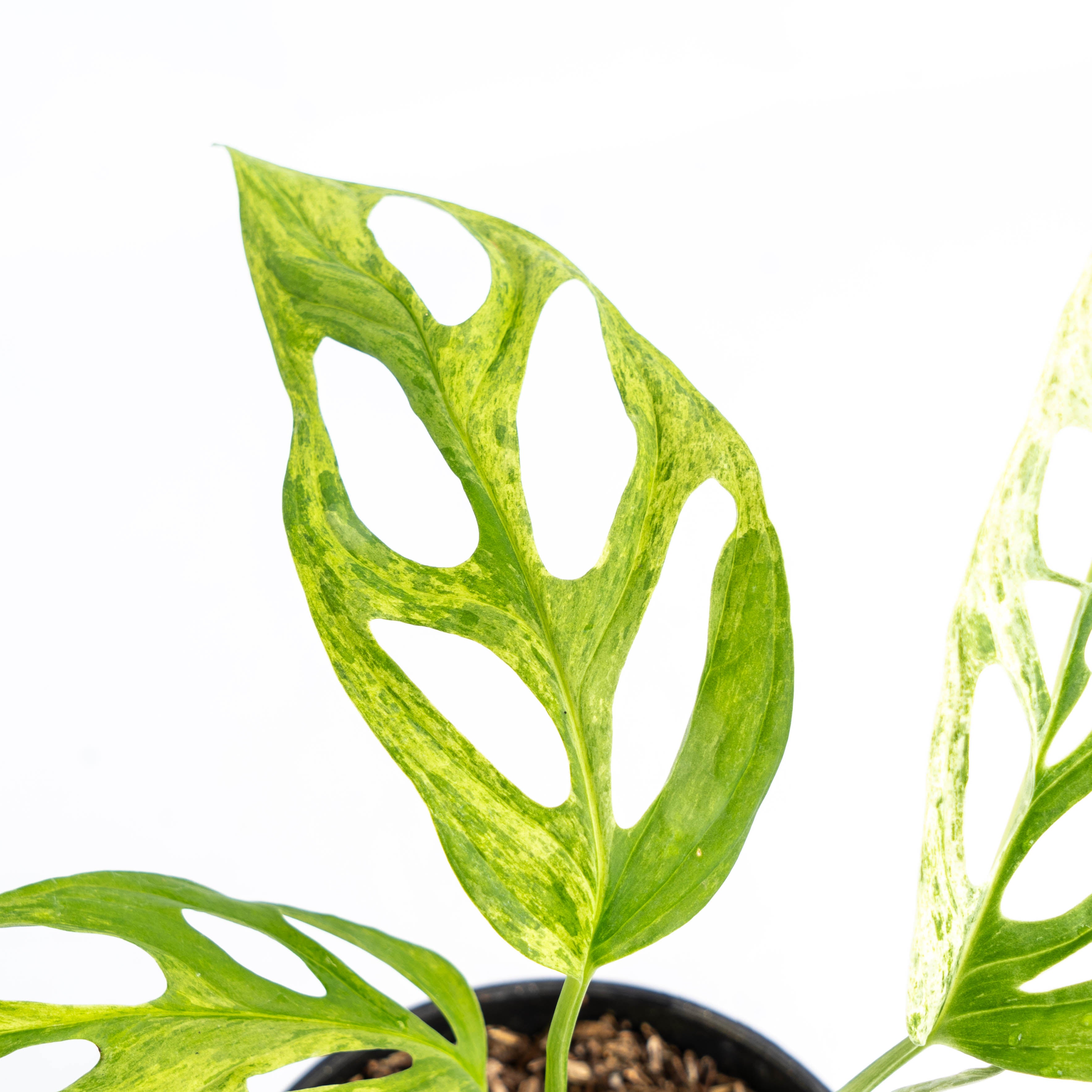 Monstera Adansonii Variegated Indonesia