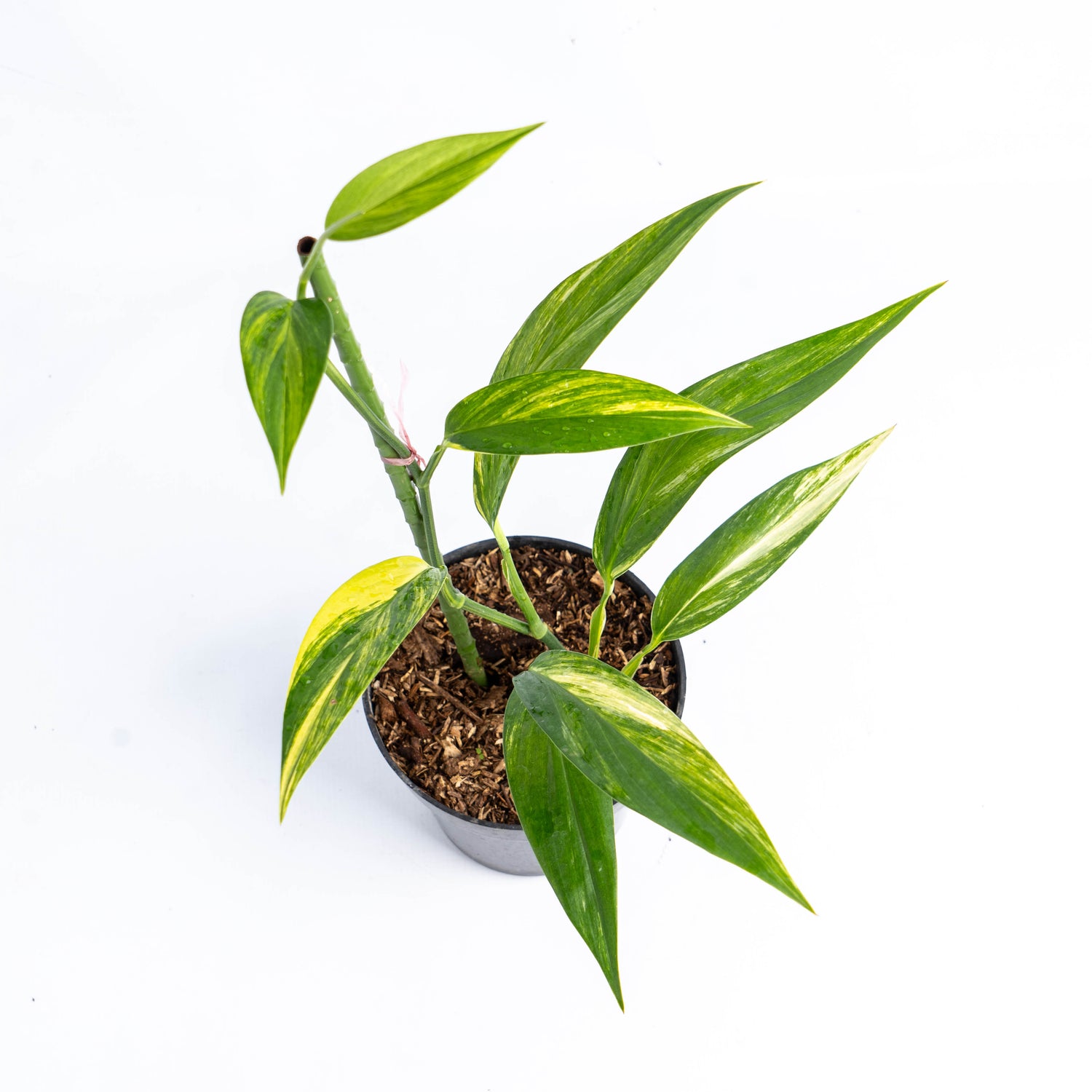 Epipremnum Amplissimum Aurea Variegated