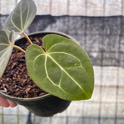 RP18-8 Anthurium King Of Spades