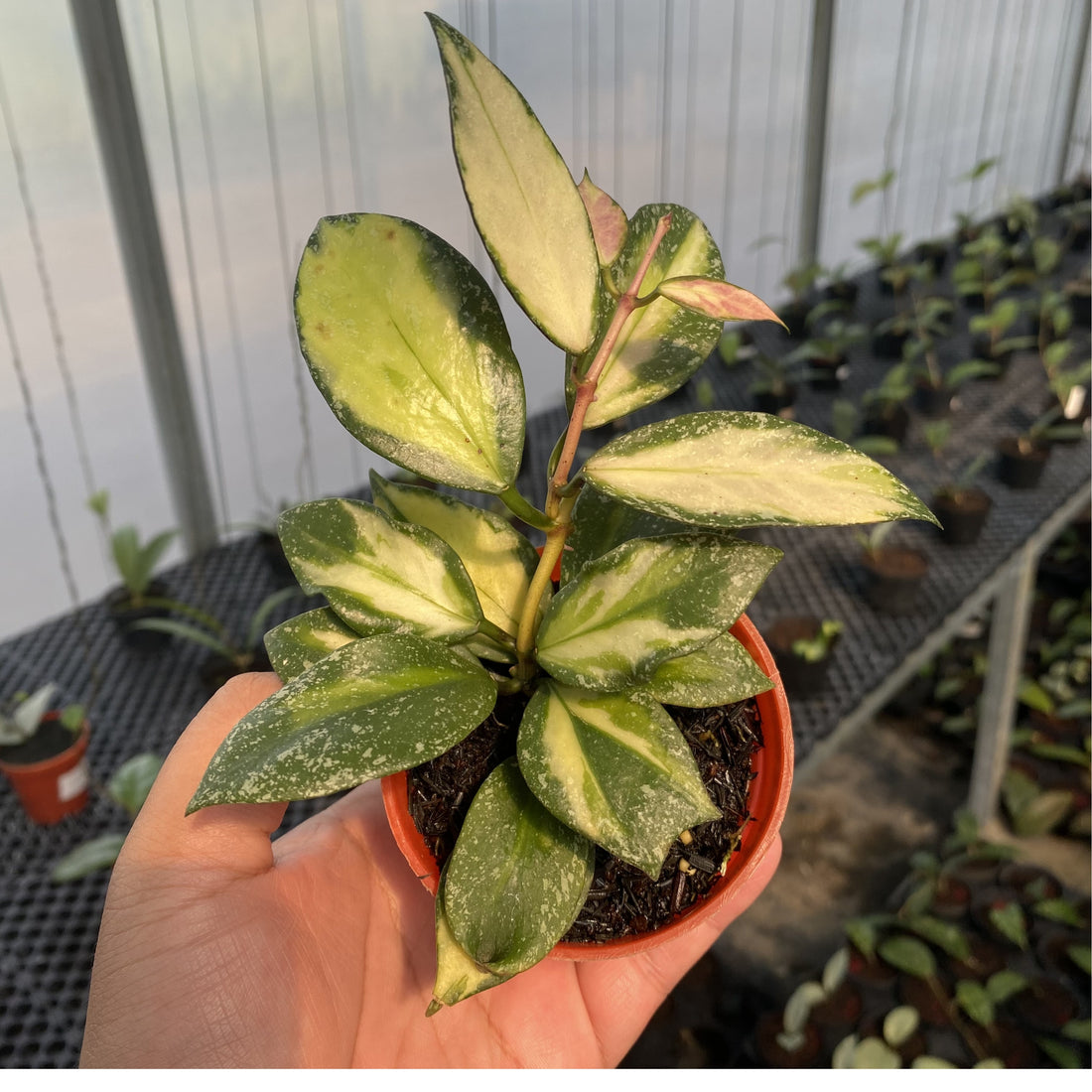 Hoya Nabawanensis Variegated