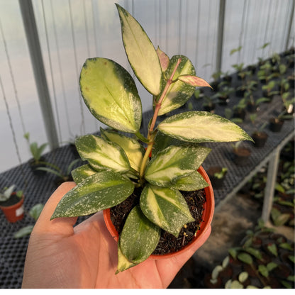 Hoya Nabawanensis Variegated