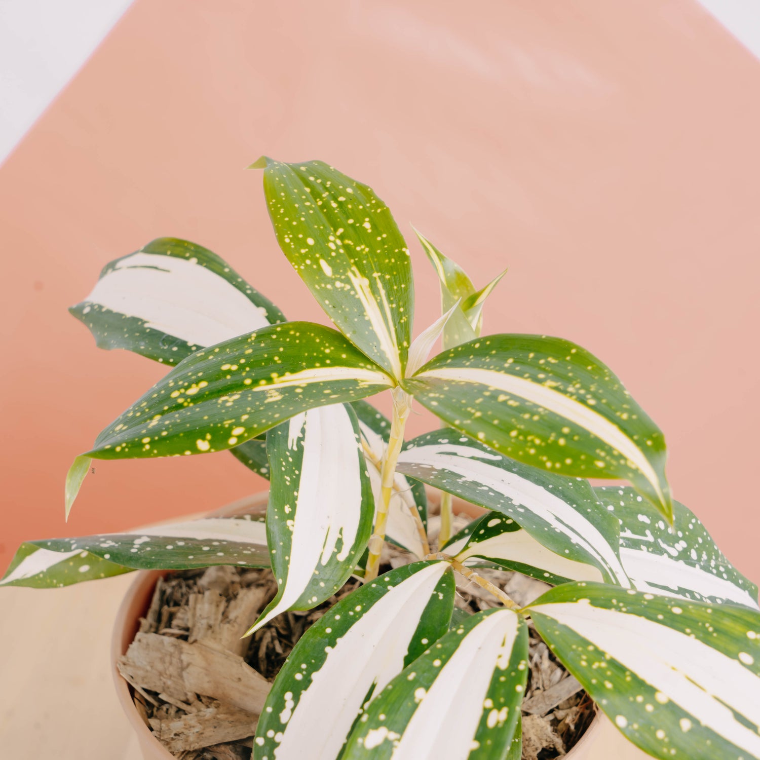 dracaena surculosa milky way Dracaena Surculosa 'Milky Way' – Greenspaces.id