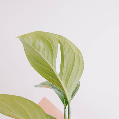 Monstera Pinnatipartita