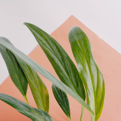 Epipremnum amplissimum silver streak - Greenspaces.id