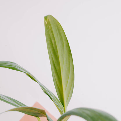 Epipremnum amplissimum silver streak - Greenspaces.id