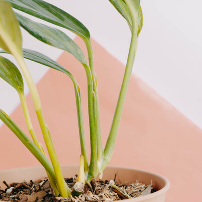 Epipremnum amplissimum silver streak - Greenspaces.id