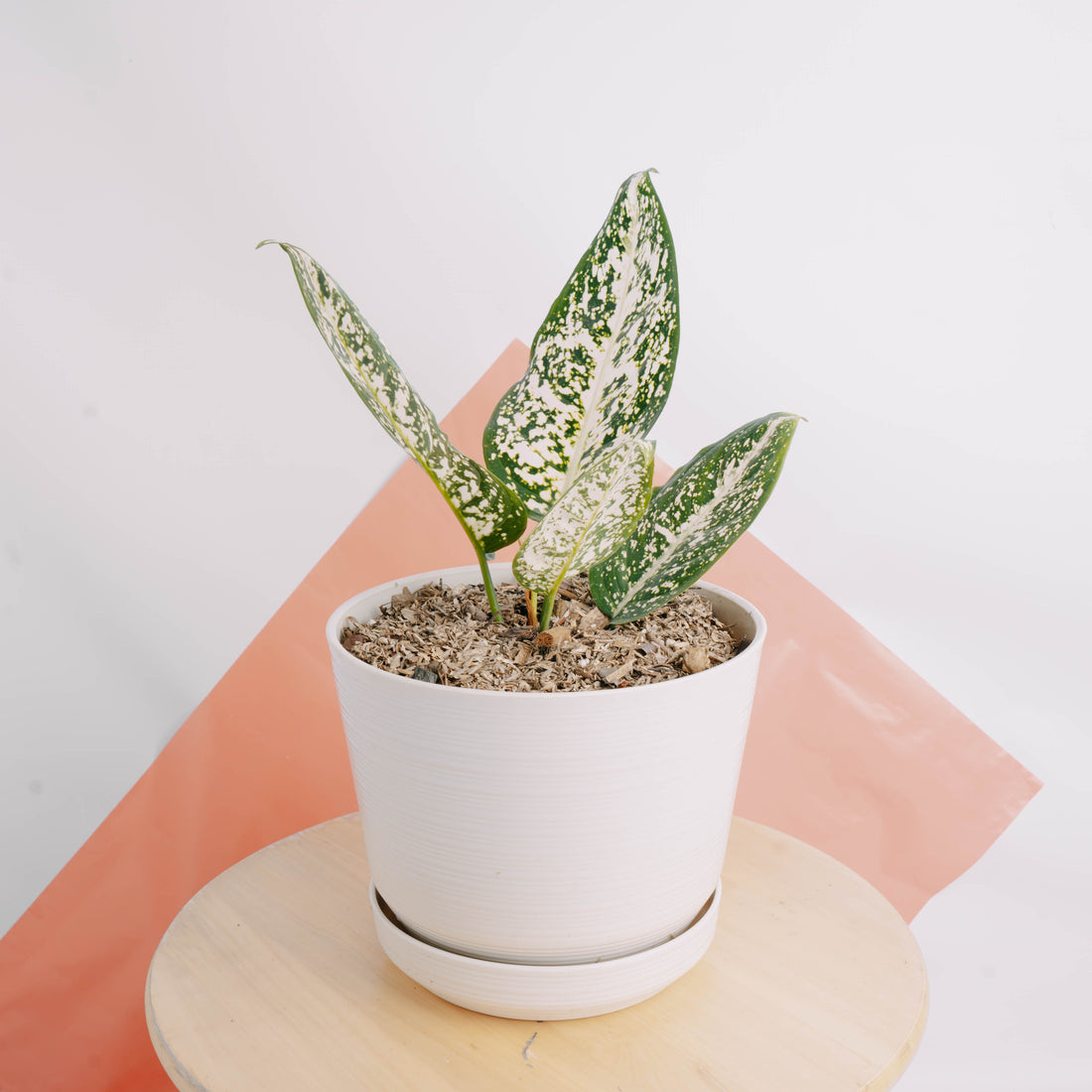 Aglaonema morodoklok - Greenspaces.id