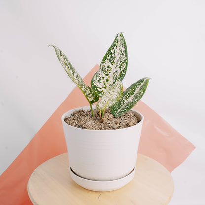 Aglaonema morodoklok - Greenspaces.id