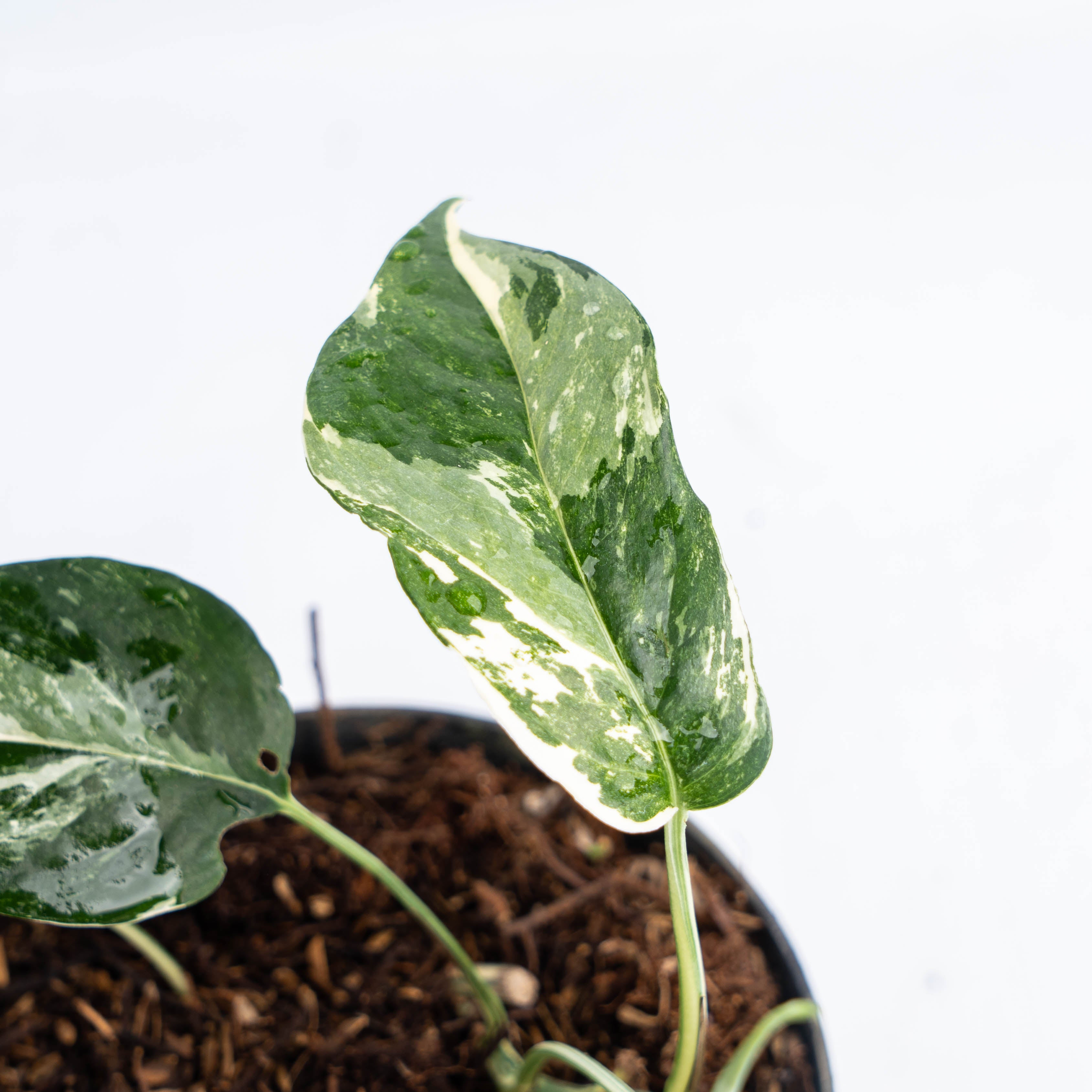 Epipremnum Pinnatum Variegated