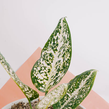 Aglaonema morodoklok - Greenspaces.id