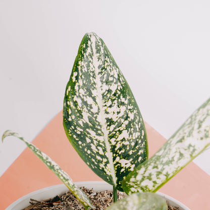 Aglaonema morodoklok - Greenspaces.id