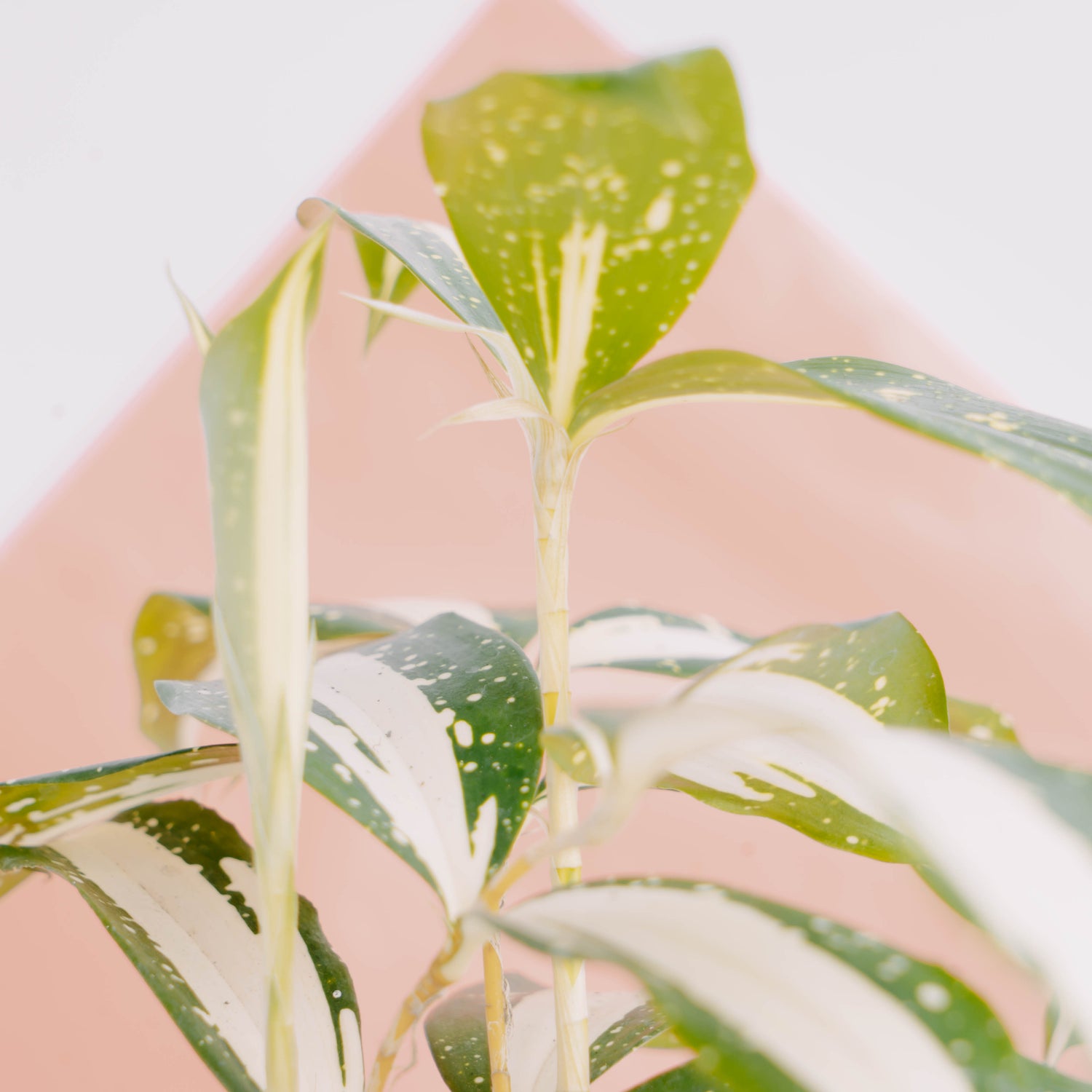 dracaena surculosa milky way care Dracaena Surculosa 'Milky Way' – Greenspaces.id